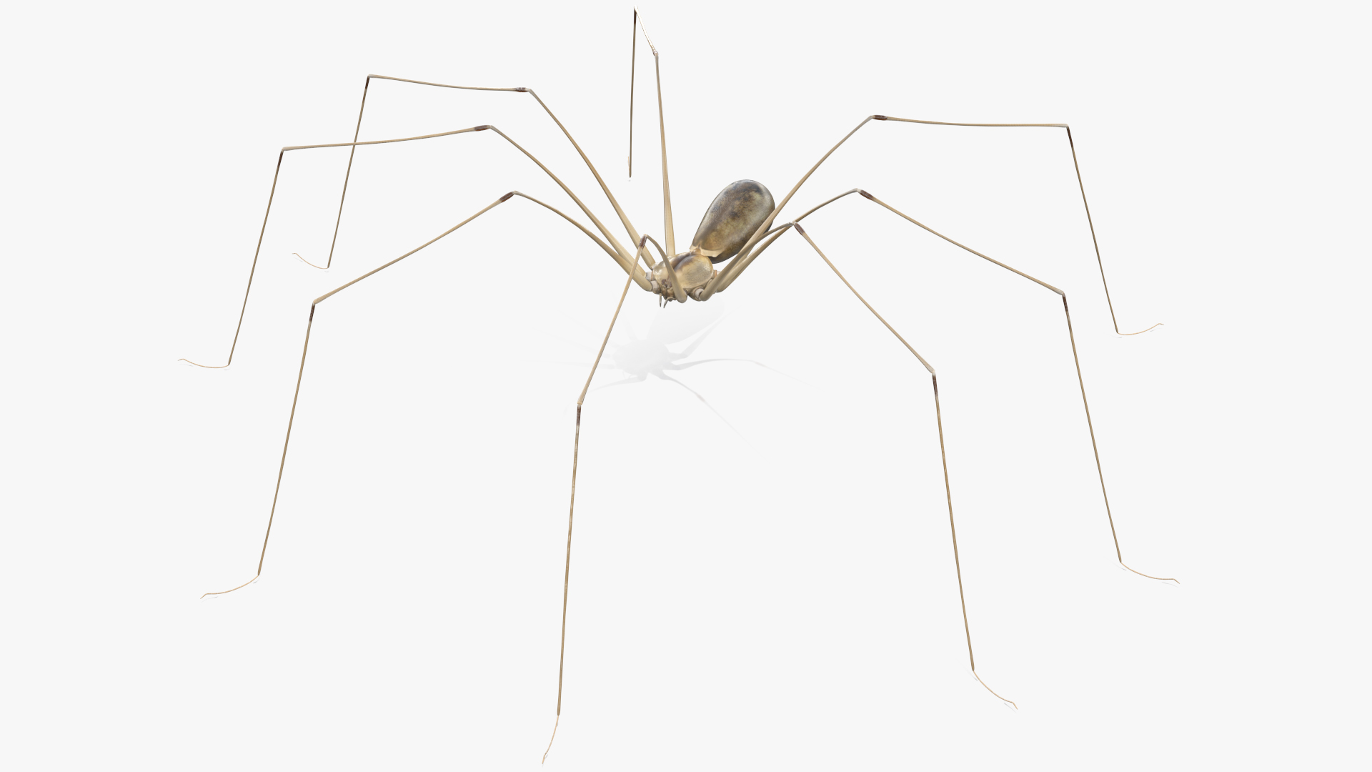 3D Pholcus Phalangioides