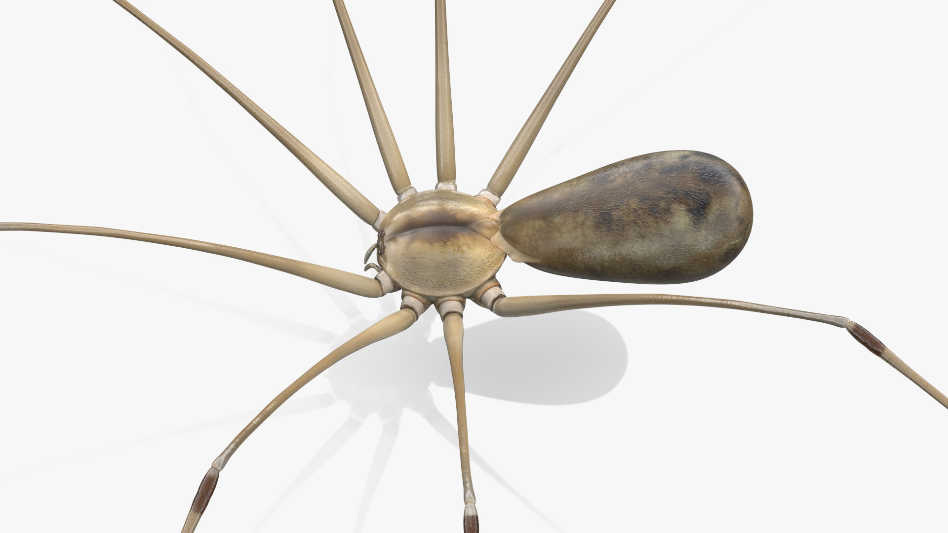 3D Pholcus Phalangioides