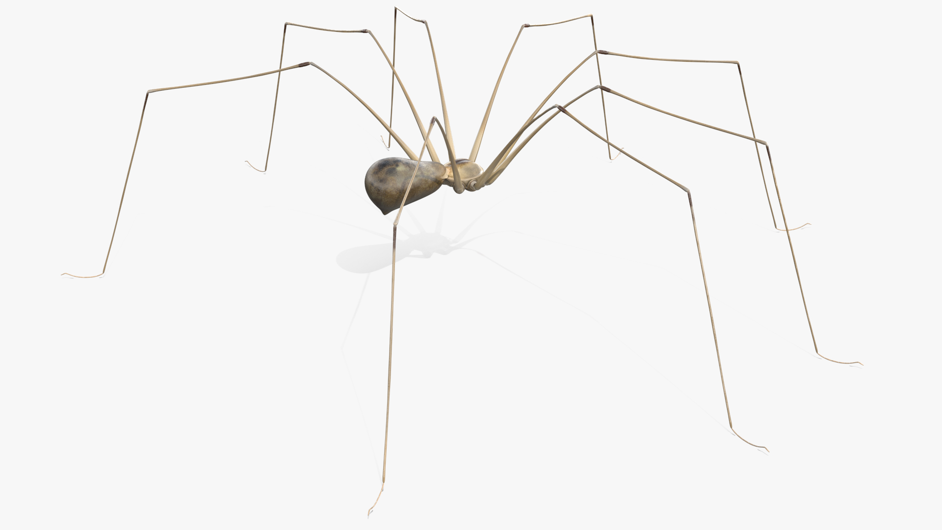 3D Pholcus Phalangioides