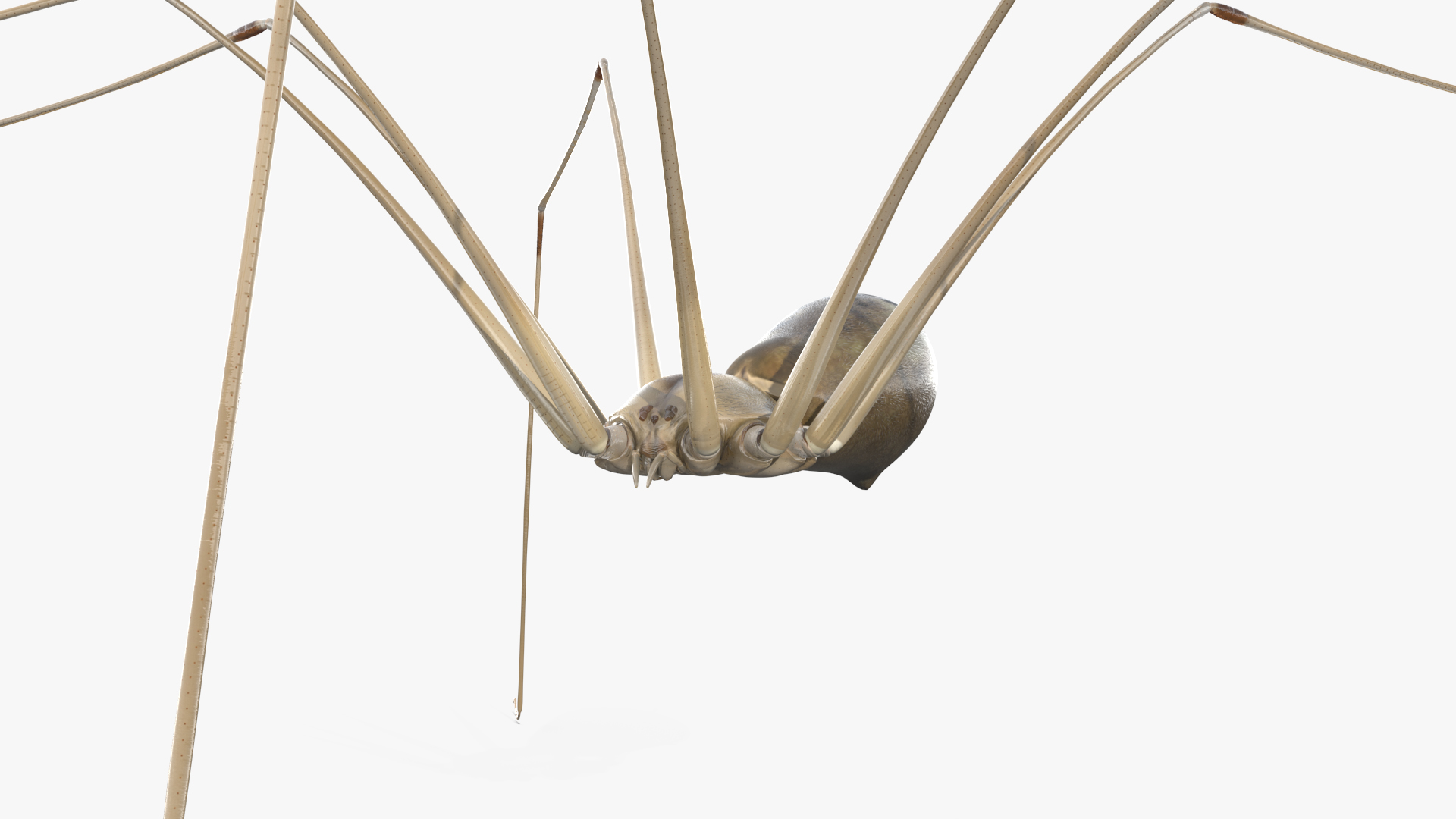 3D Pholcus Phalangioides