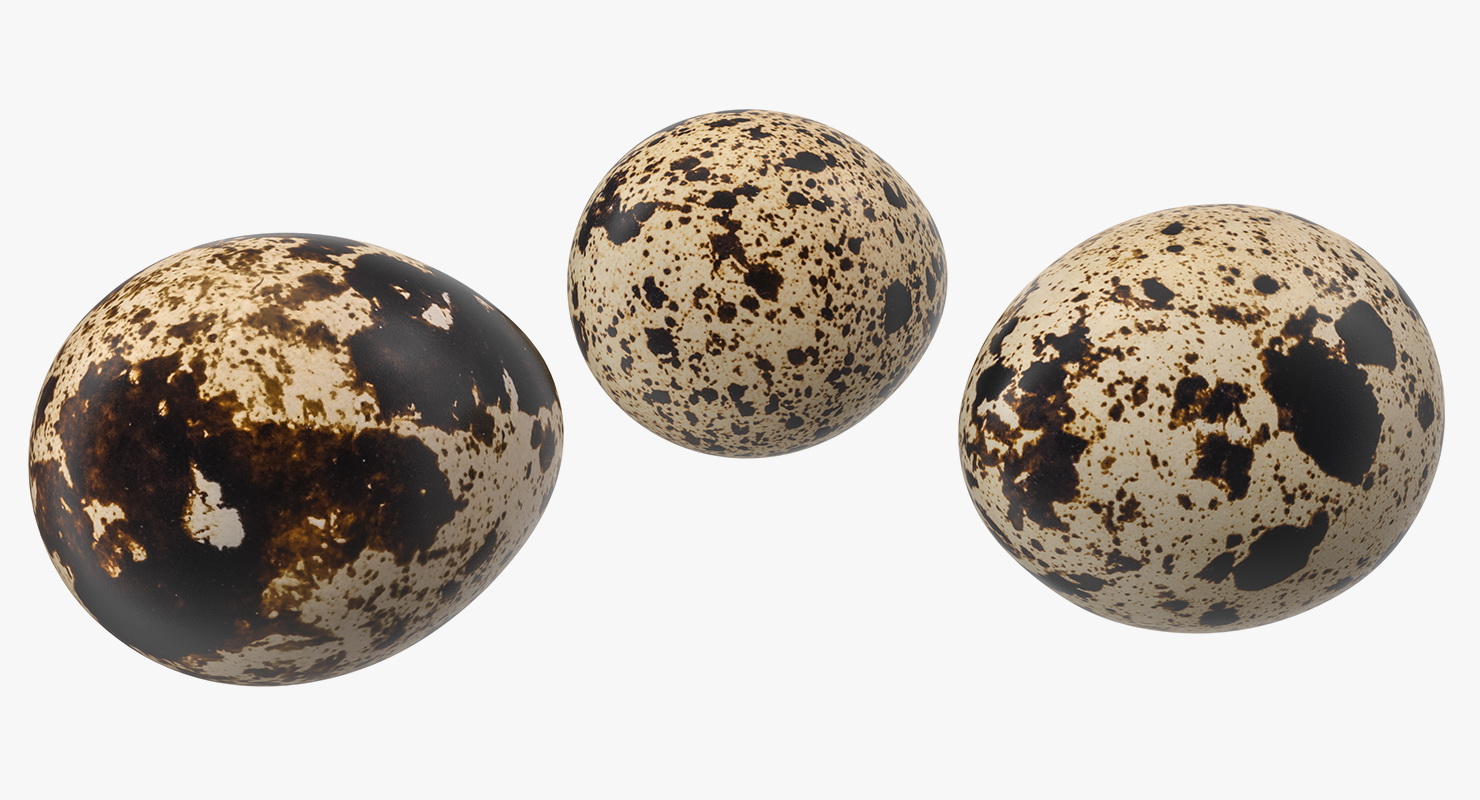 3D model Quail Eggs