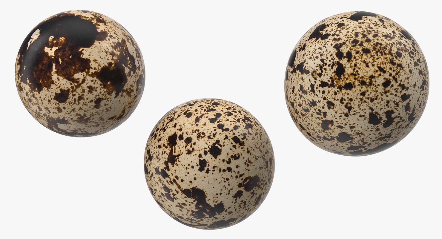 3D model Quail Eggs