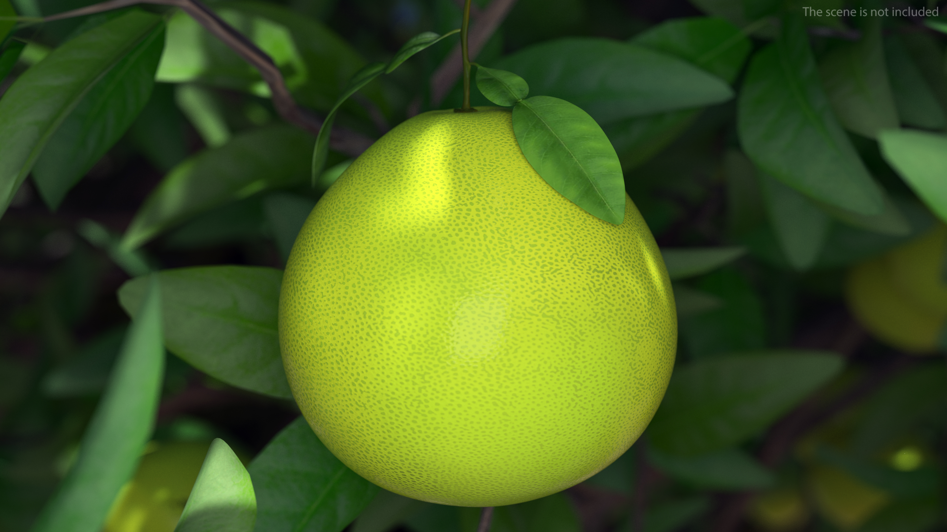 3D Green Pomelo Fruit model