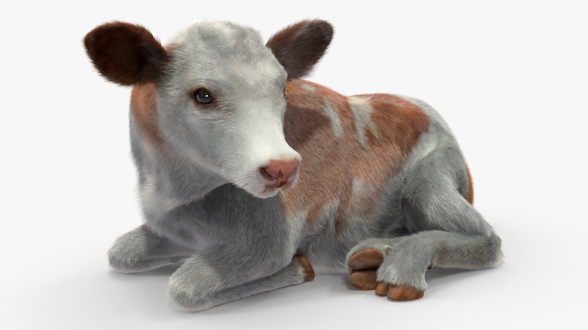 3D Cow Calf in Lying Pose Fur