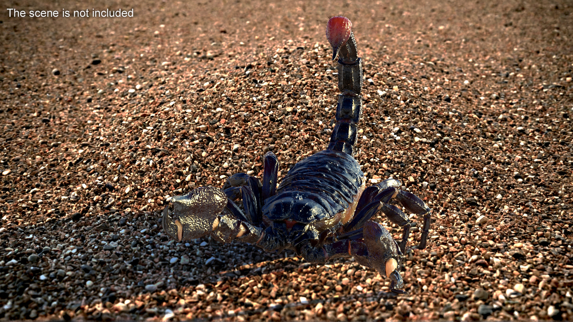 Realistic Scorpion Rigged with Fur 3D model