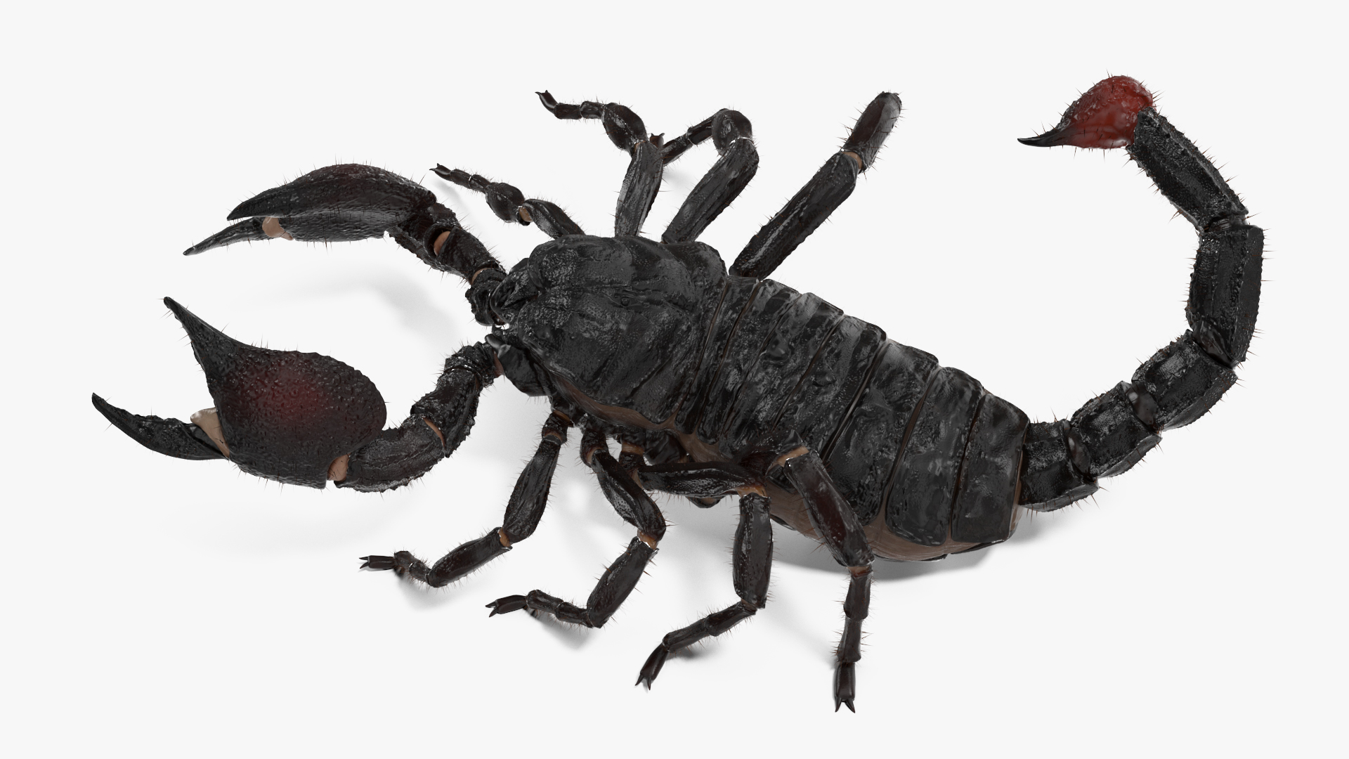 Realistic Scorpion Rigged with Fur 3D model