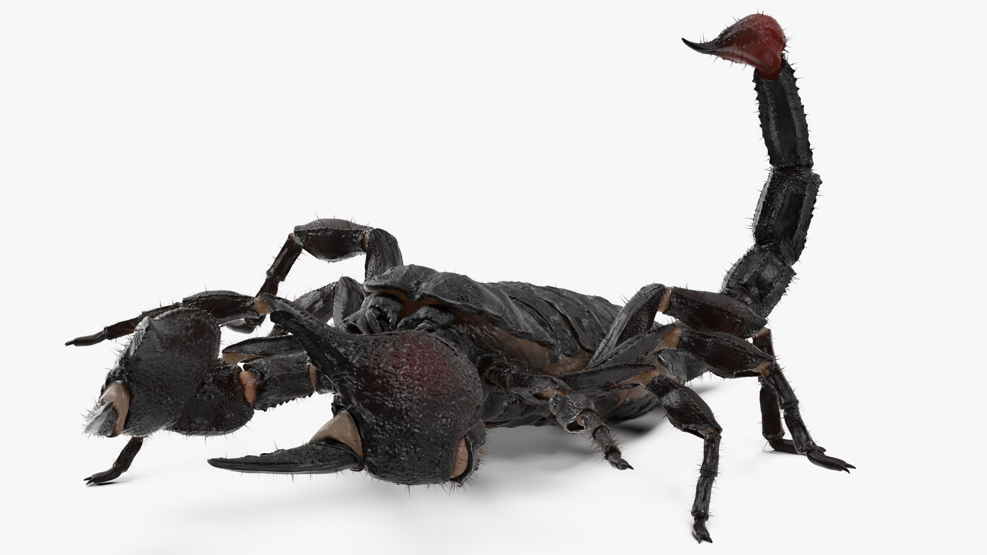 Realistic Scorpion Rigged with Fur 3D model