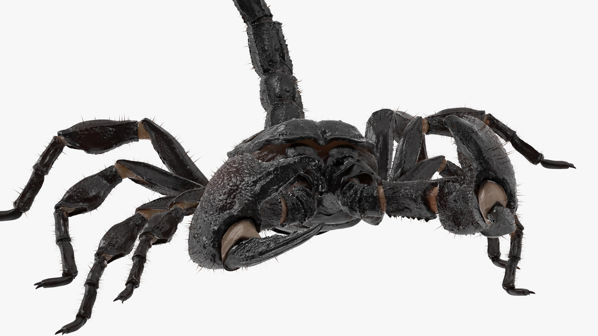 Realistic Scorpion Rigged with Fur 3D model