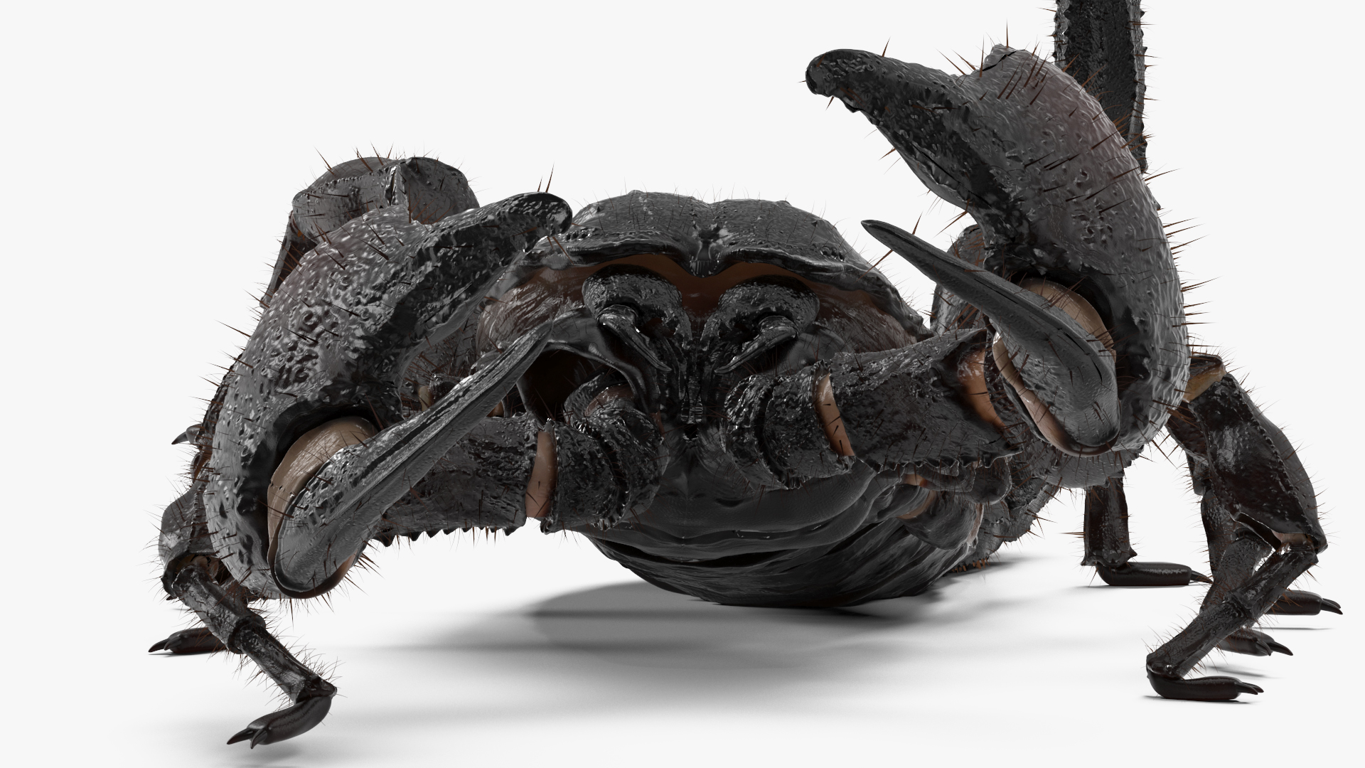 Realistic Scorpion Rigged with Fur 3D model