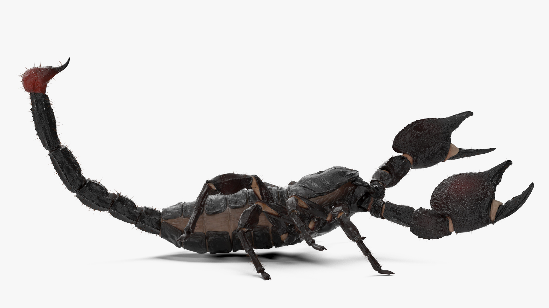 Realistic Scorpion Rigged with Fur 3D model