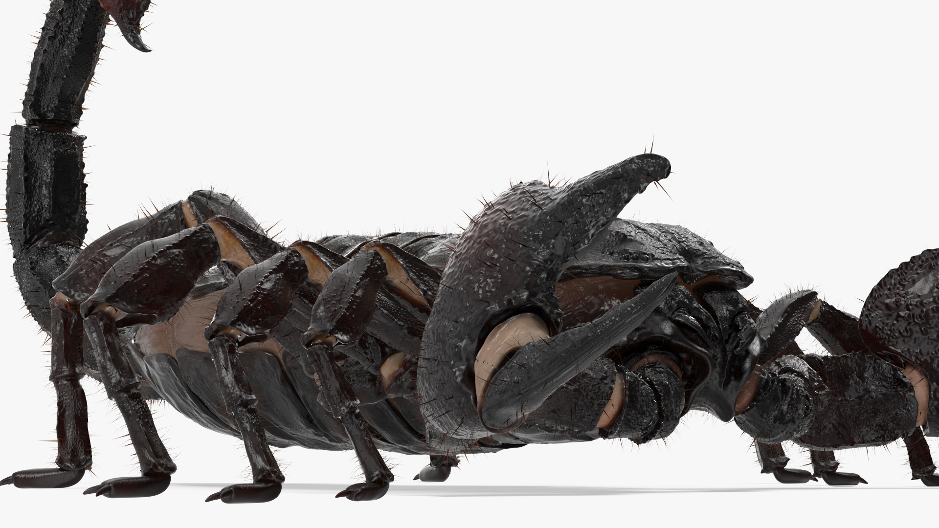 Realistic Scorpion Rigged with Fur 3D model