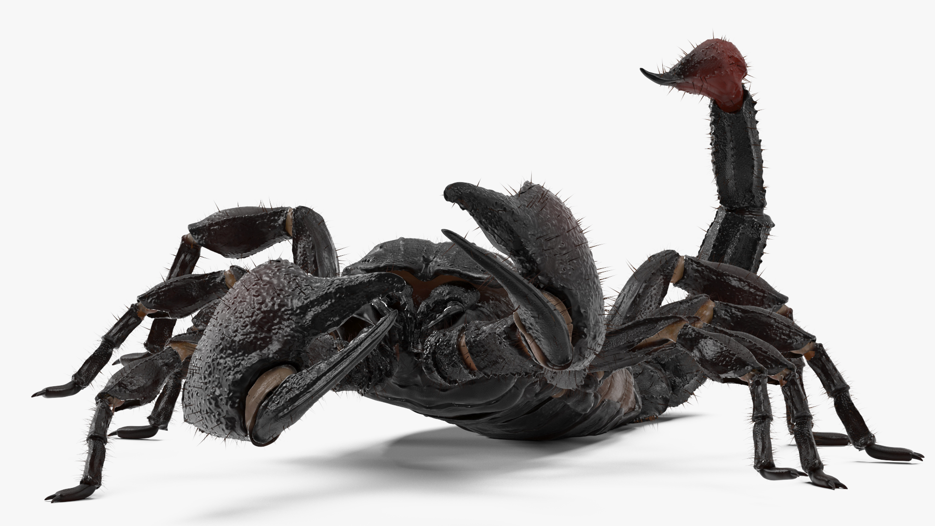 Realistic Scorpion Rigged with Fur 3D model