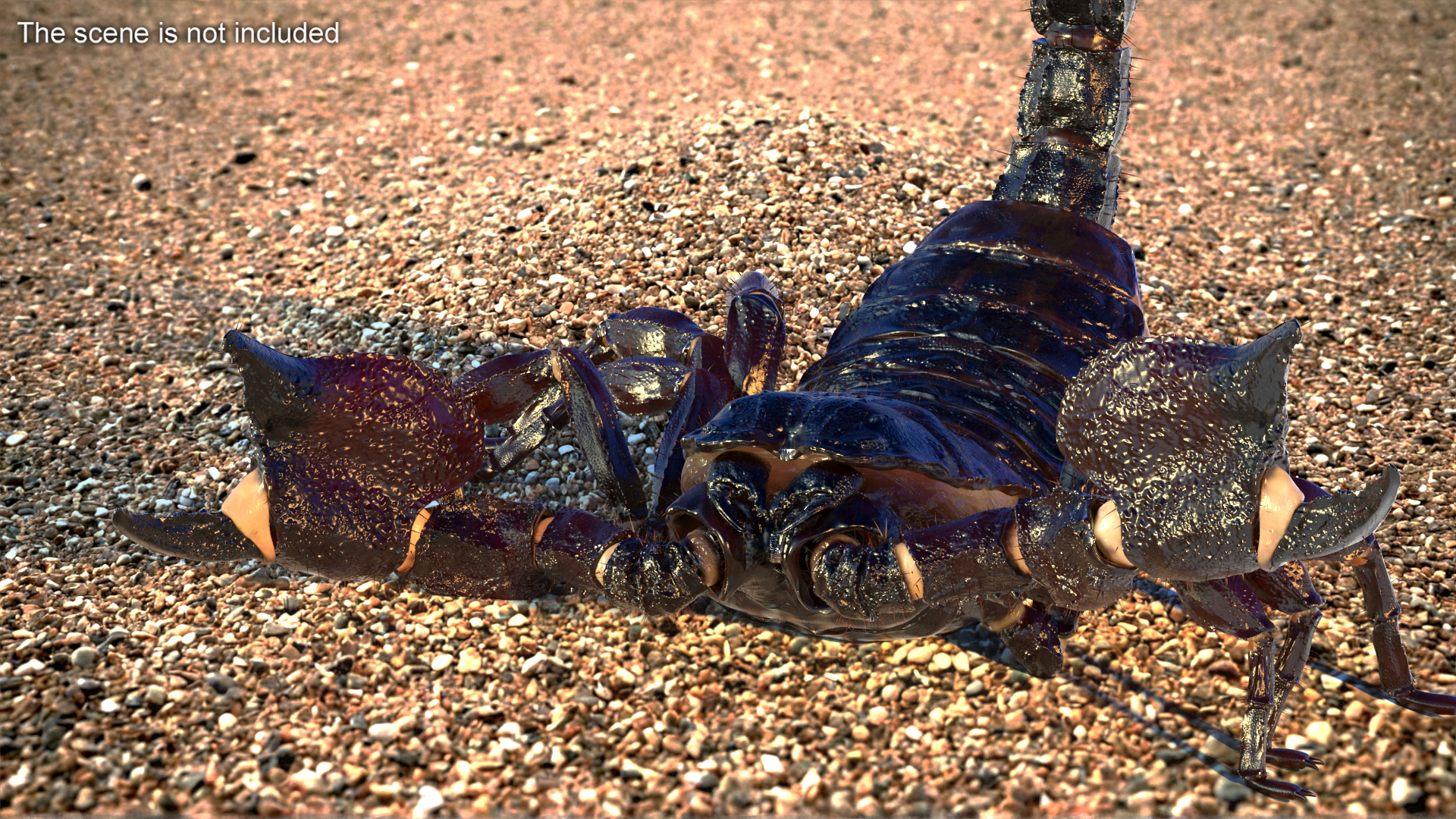 Realistic Scorpion Rigged with Fur 3D model