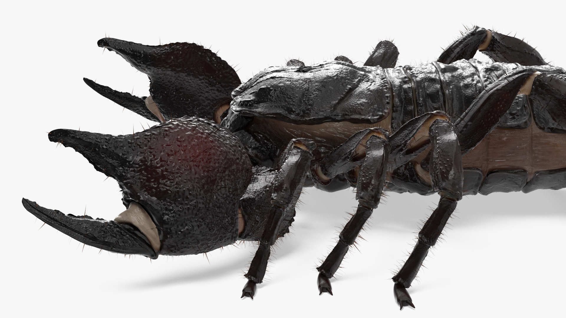 Realistic Scorpion Rigged with Fur 3D model