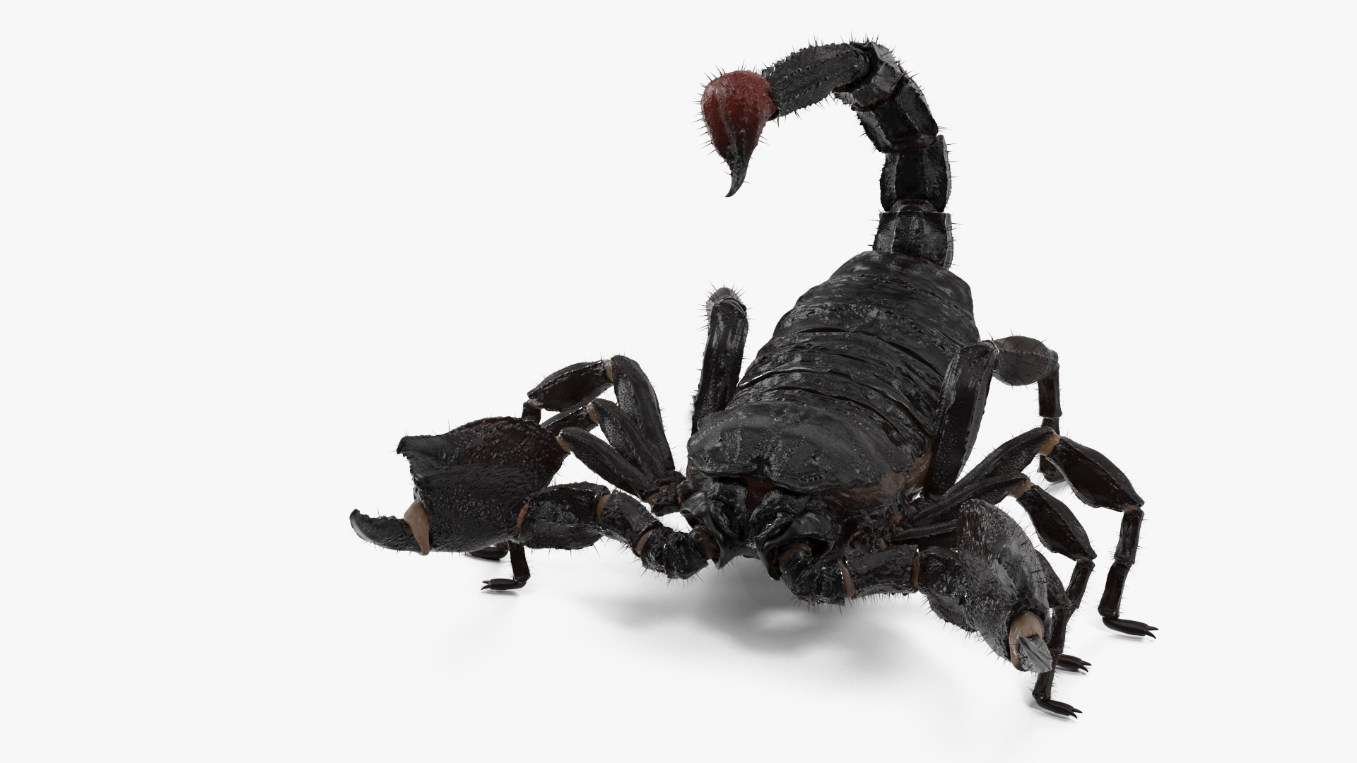 Realistic Scorpion Rigged with Fur 3D model