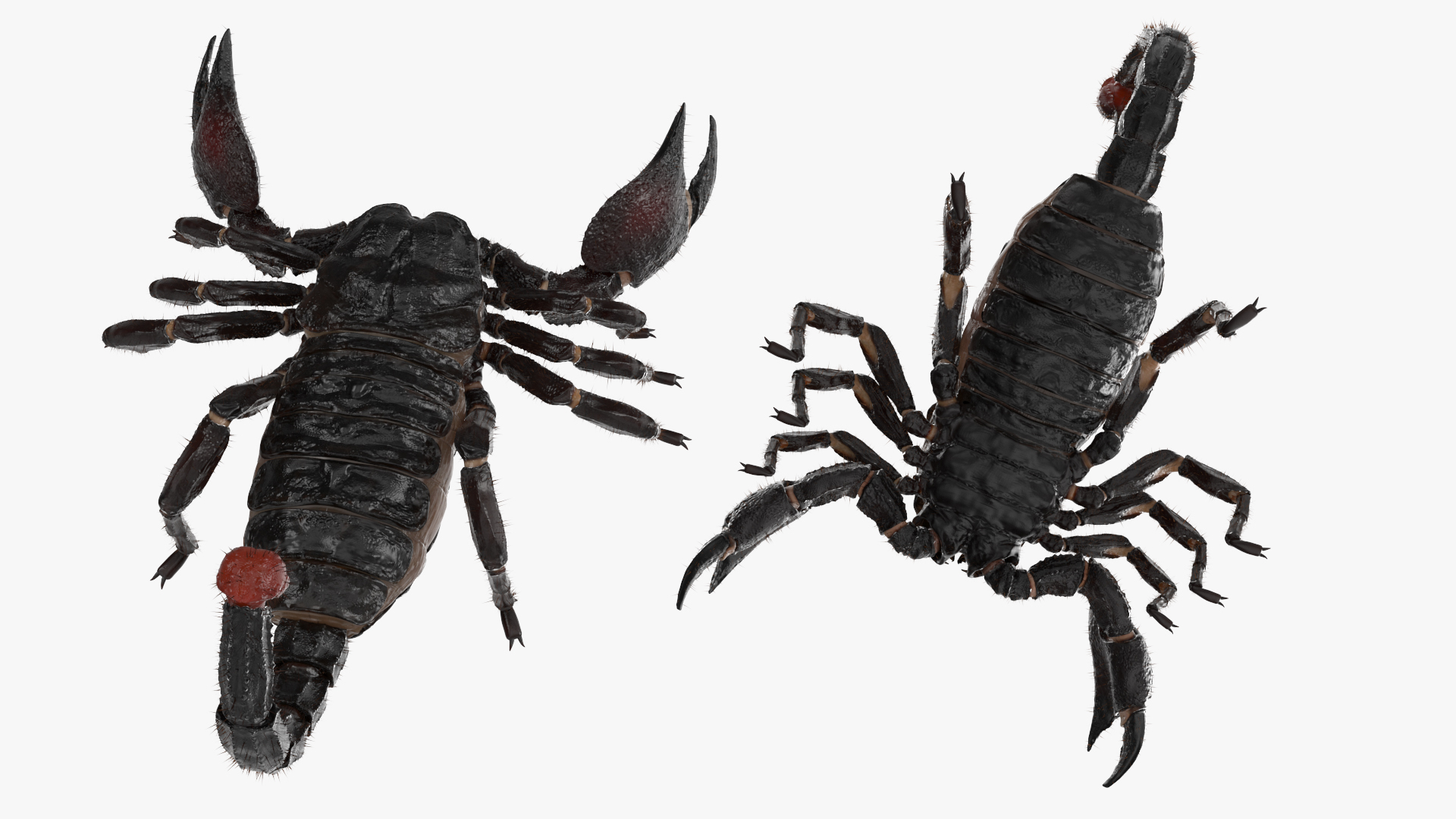 Realistic Scorpion Rigged with Fur 3D model