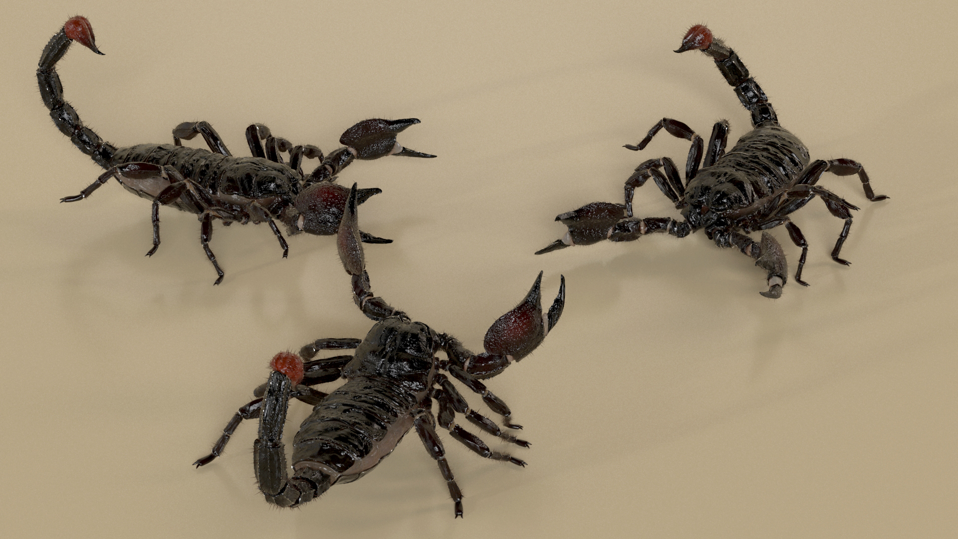 Realistic Scorpion Rigged with Fur 3D model