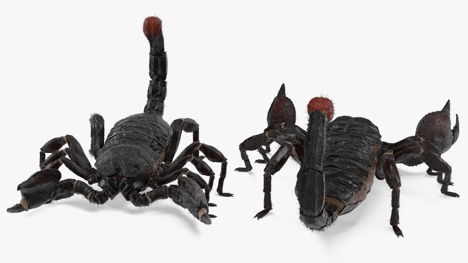 Realistic Scorpion Rigged with Fur 3D model