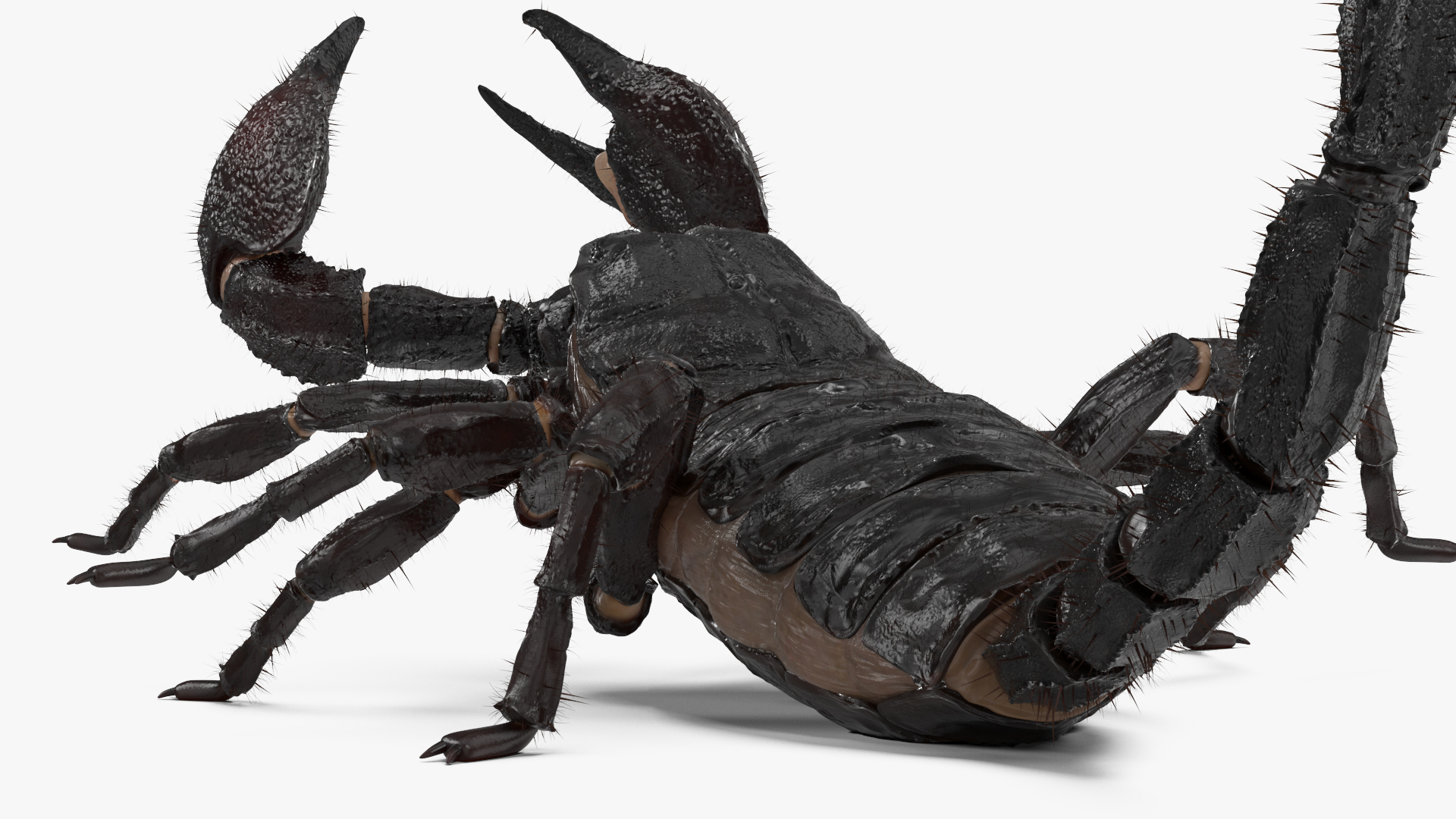 Realistic Scorpion Rigged with Fur 3D model