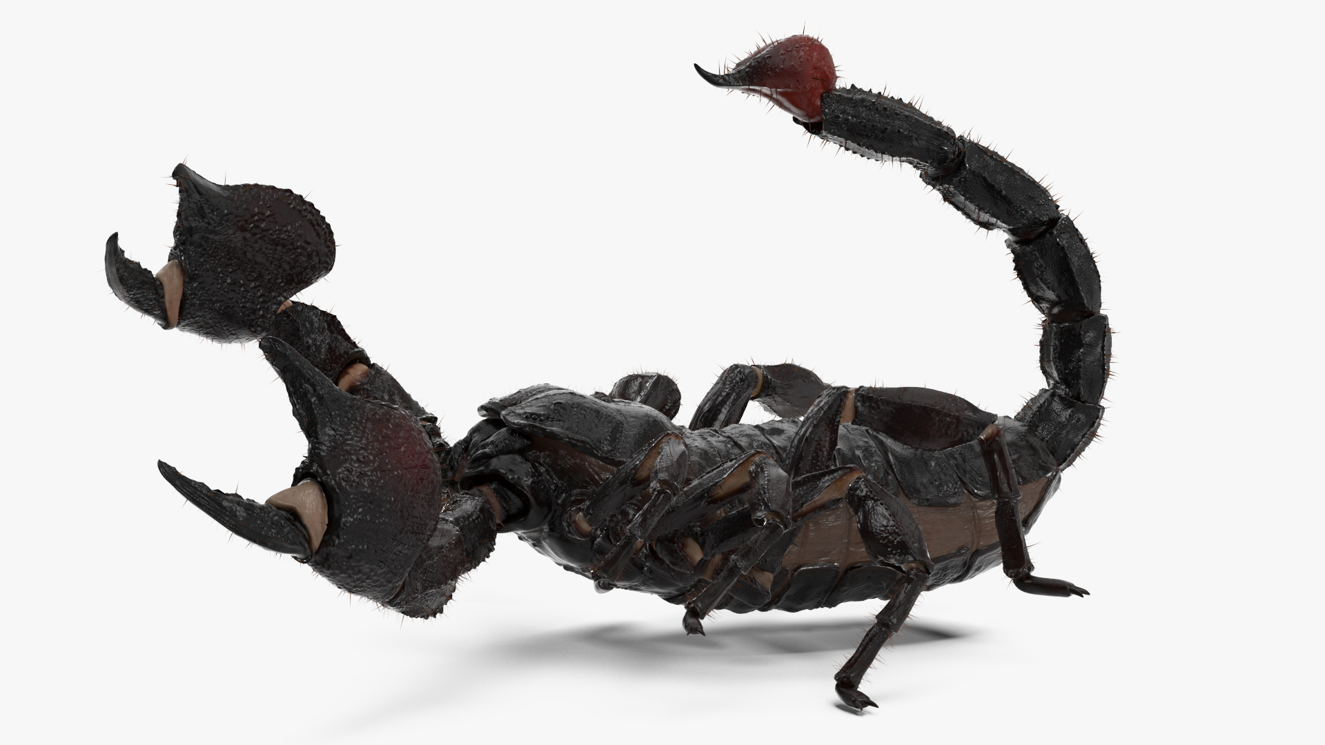 Realistic Scorpion Rigged with Fur 3D model