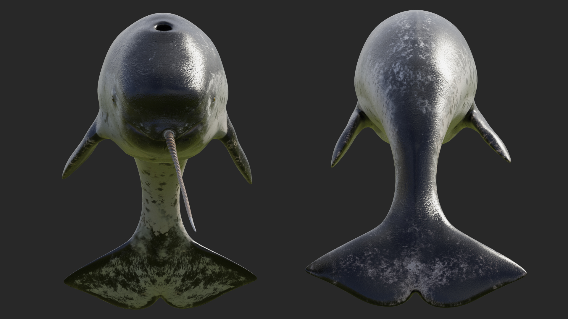 3D Toothed Whale Narwhal Rigged model