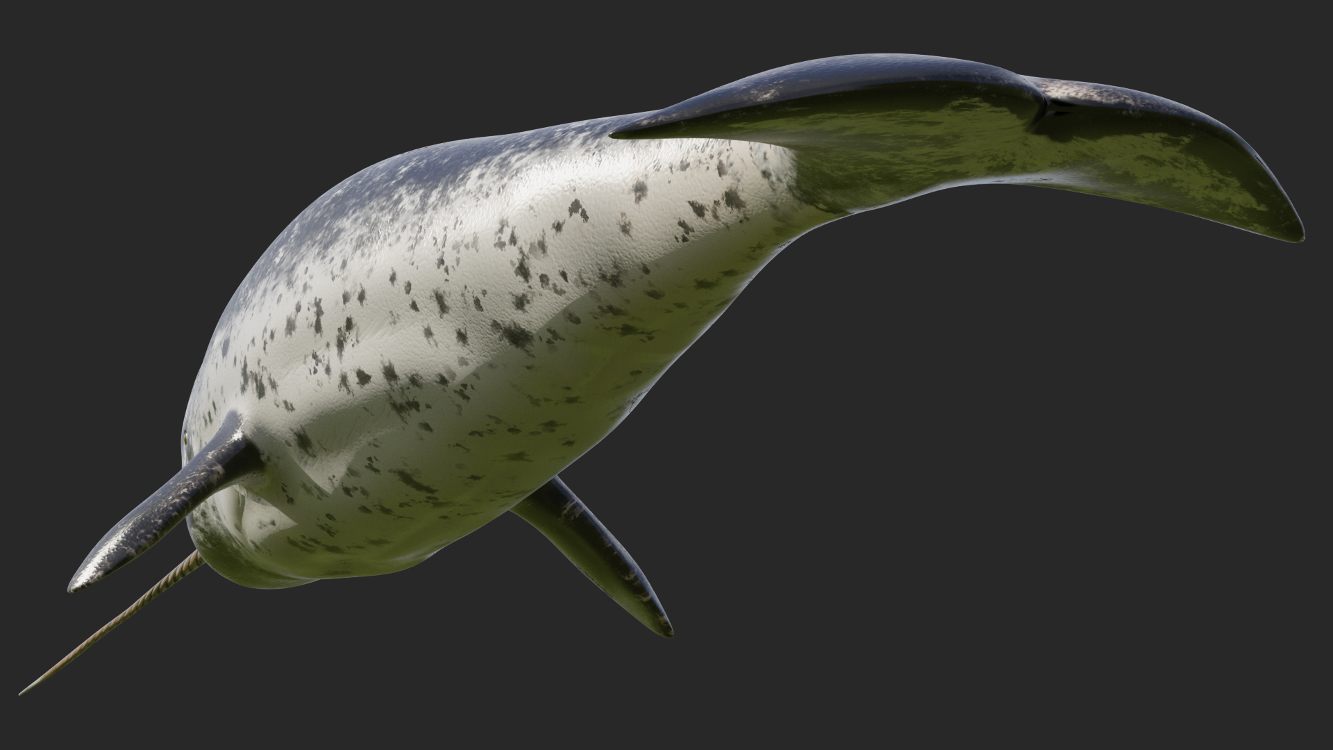 3D Toothed Whale Narwhal Rigged model