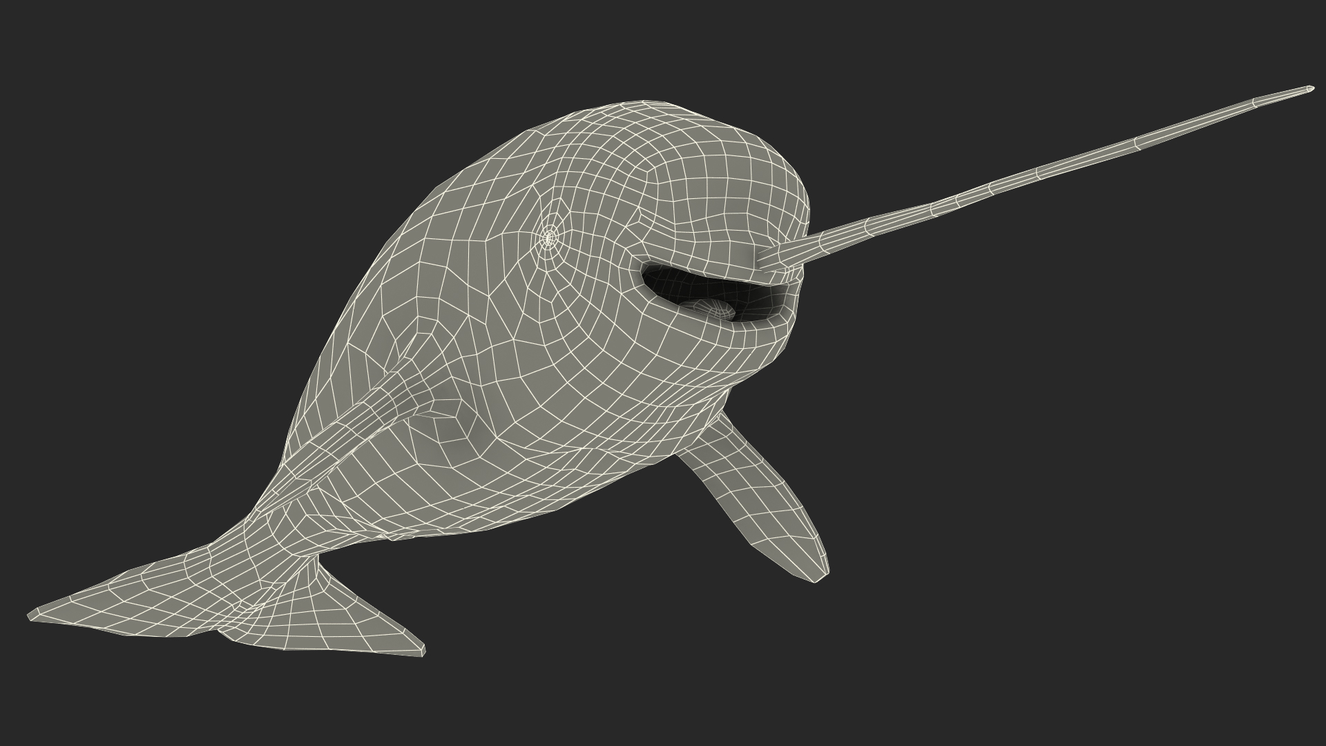 3D Toothed Whale Narwhal Rigged model