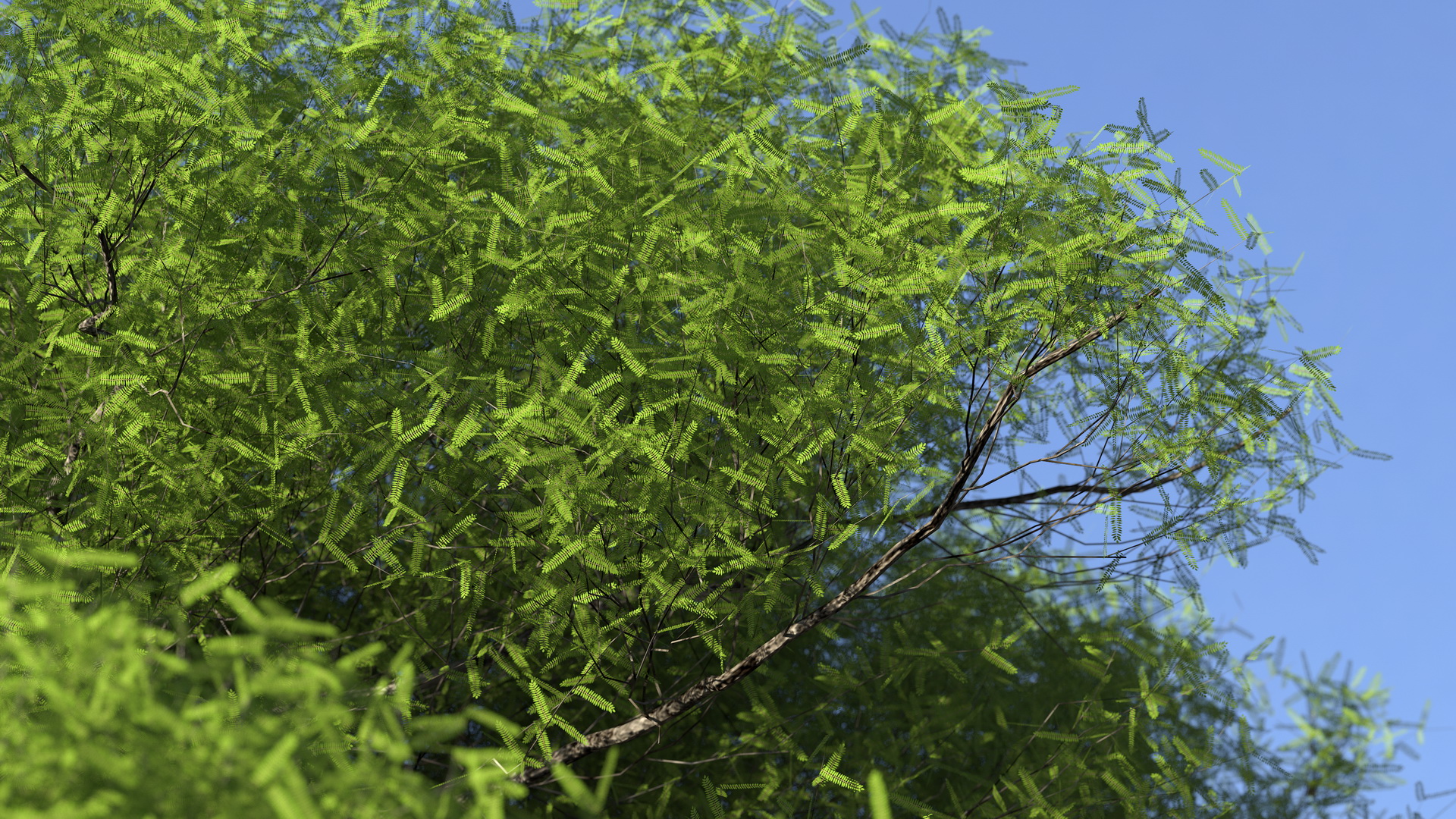 African Acacia Tree 3D model