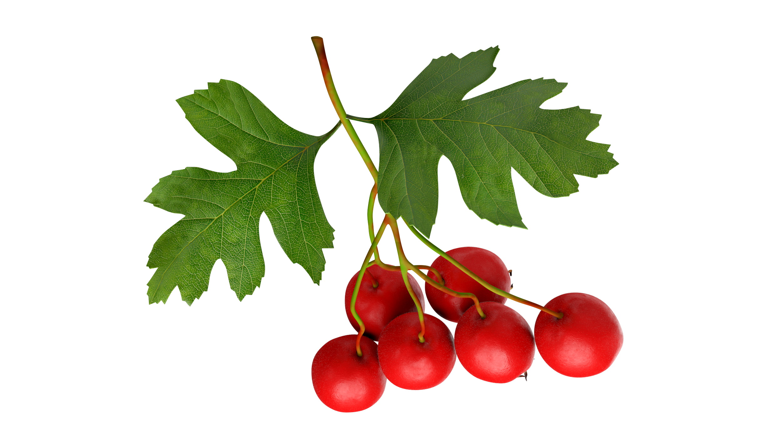 3D model Hawthorn Berry Branch Fur