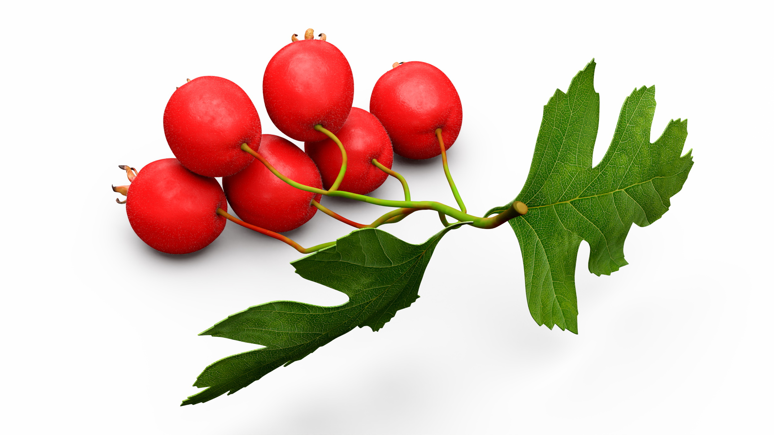 3D model Hawthorn Berry Branch Fur