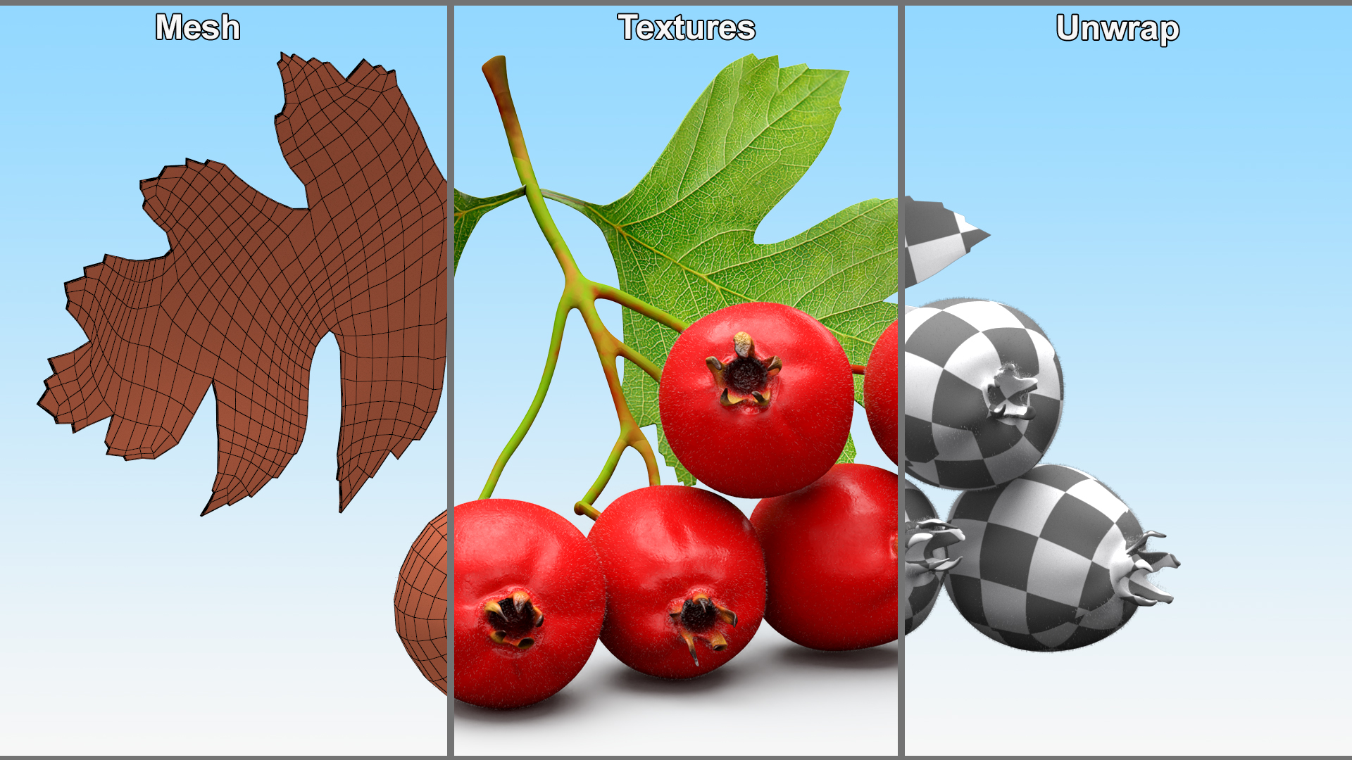 3D model Hawthorn Berry Branch Fur