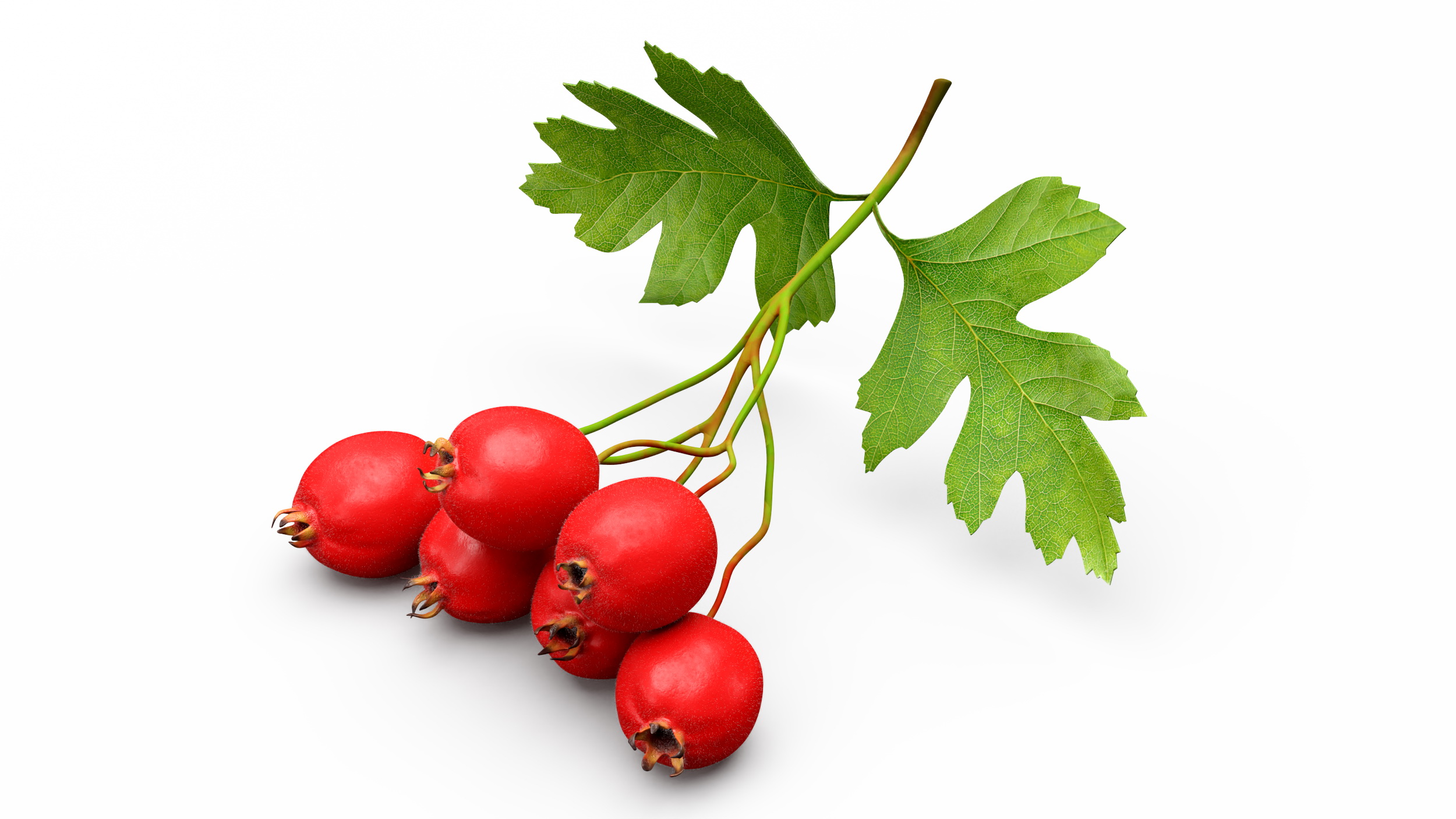 3D model Hawthorn Berry Branch Fur