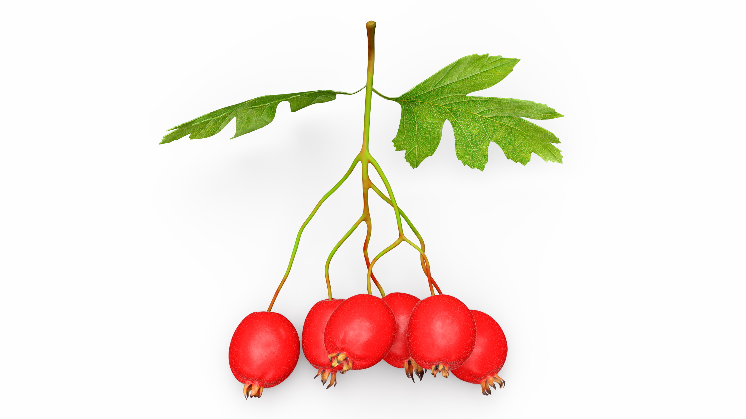 3D model Hawthorn Berry Branch Fur