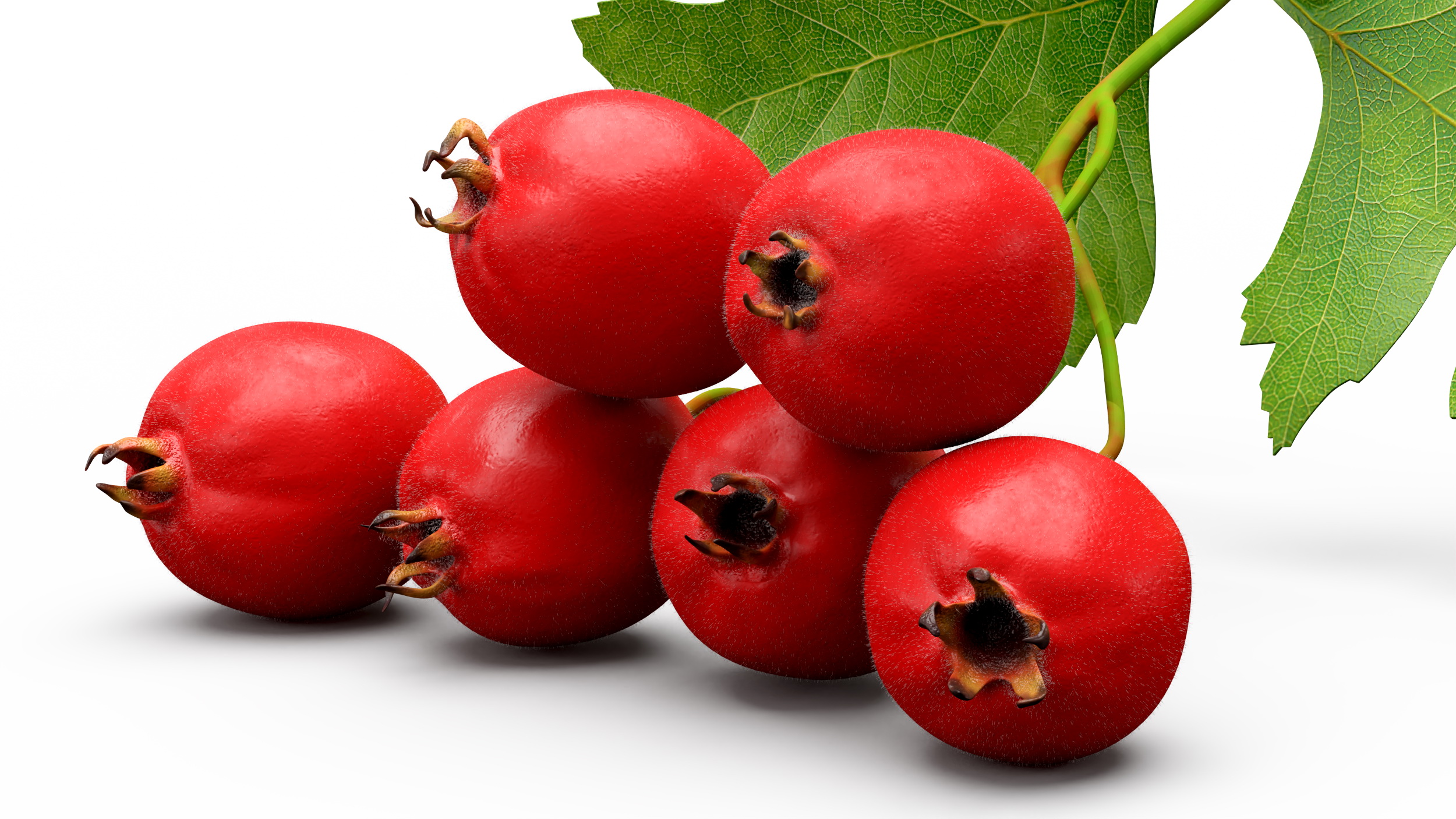 3D model Hawthorn Berry Branch Fur