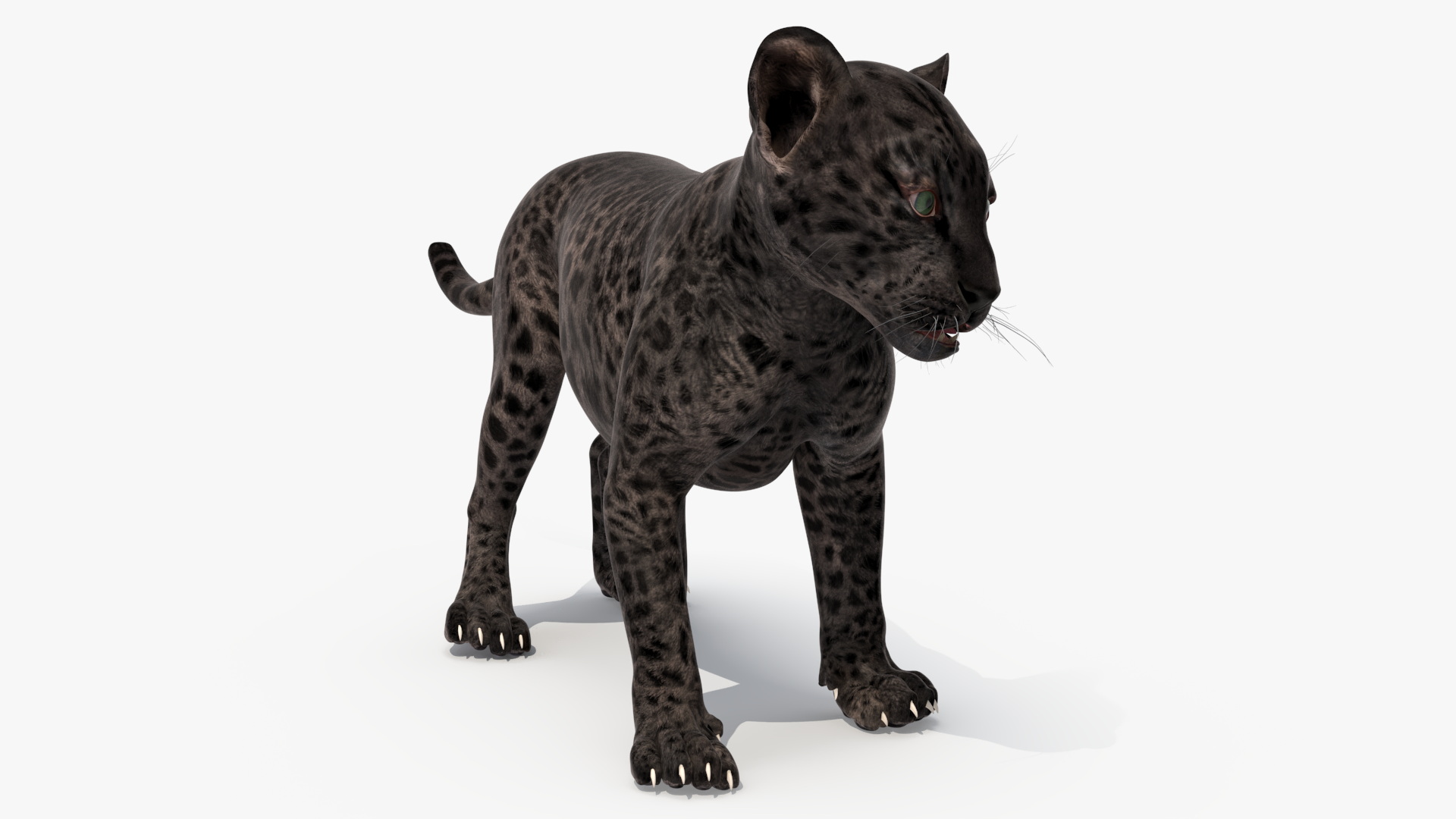 Baby Black Leopard Cub 3D