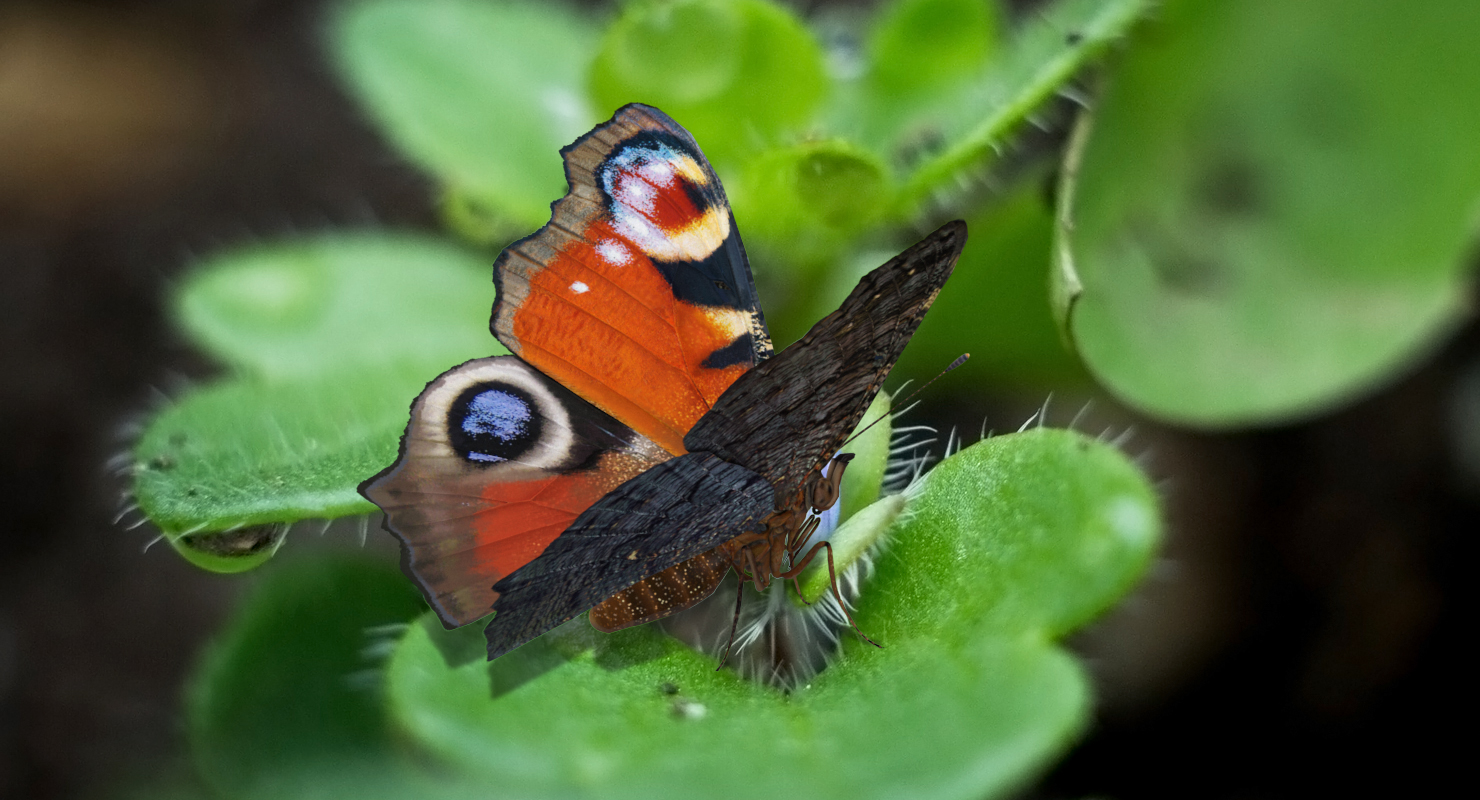 3D European Peacock Butterfly Rigged model