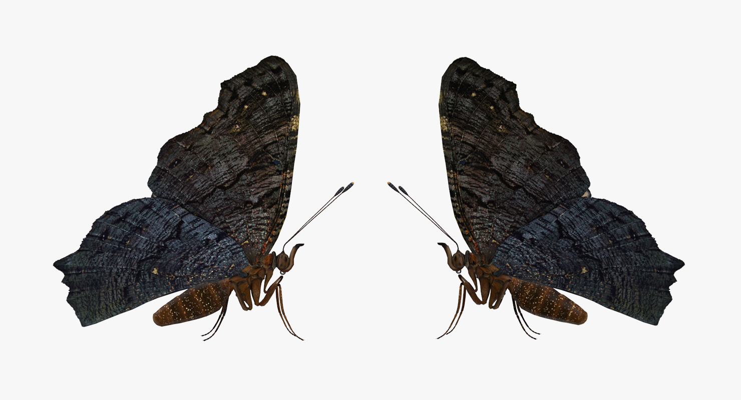 3D European Peacock Butterfly Rigged model