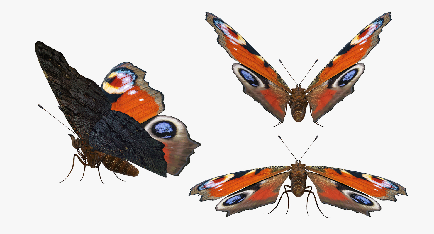 3D European Peacock Butterfly Rigged model