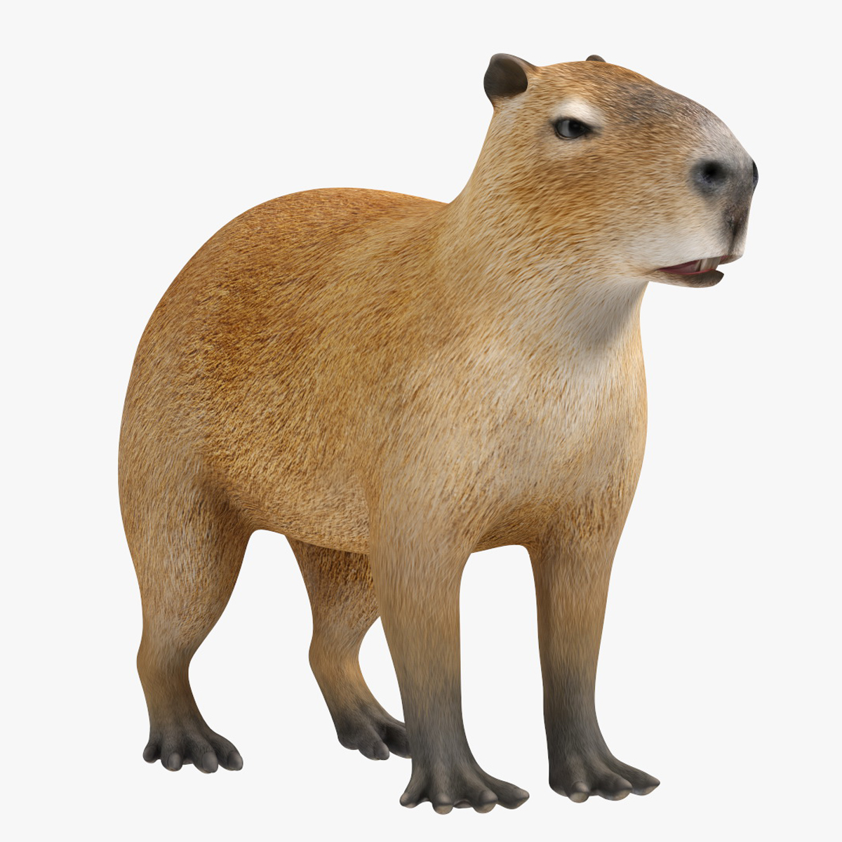 Capybara Rigged for Modo 3D model