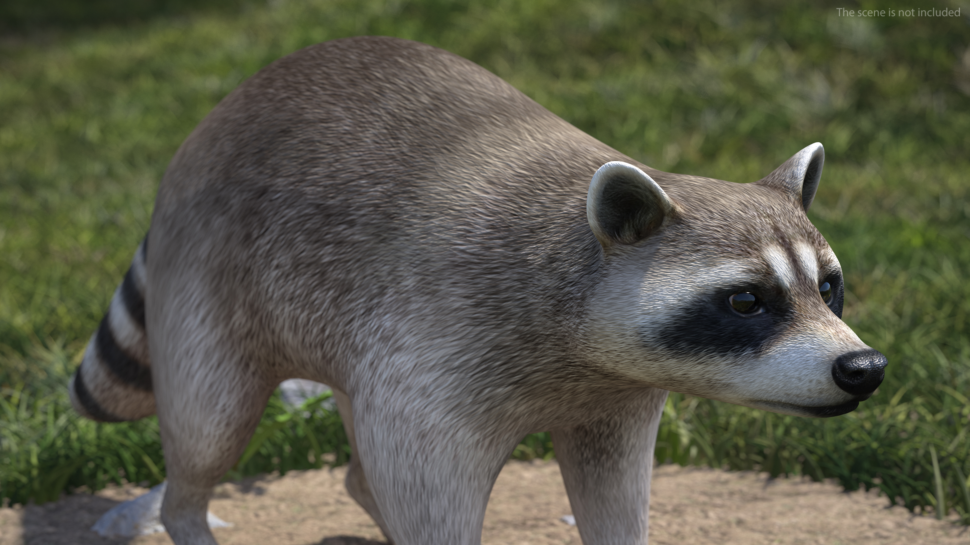 Raccoon Rigged 3D model