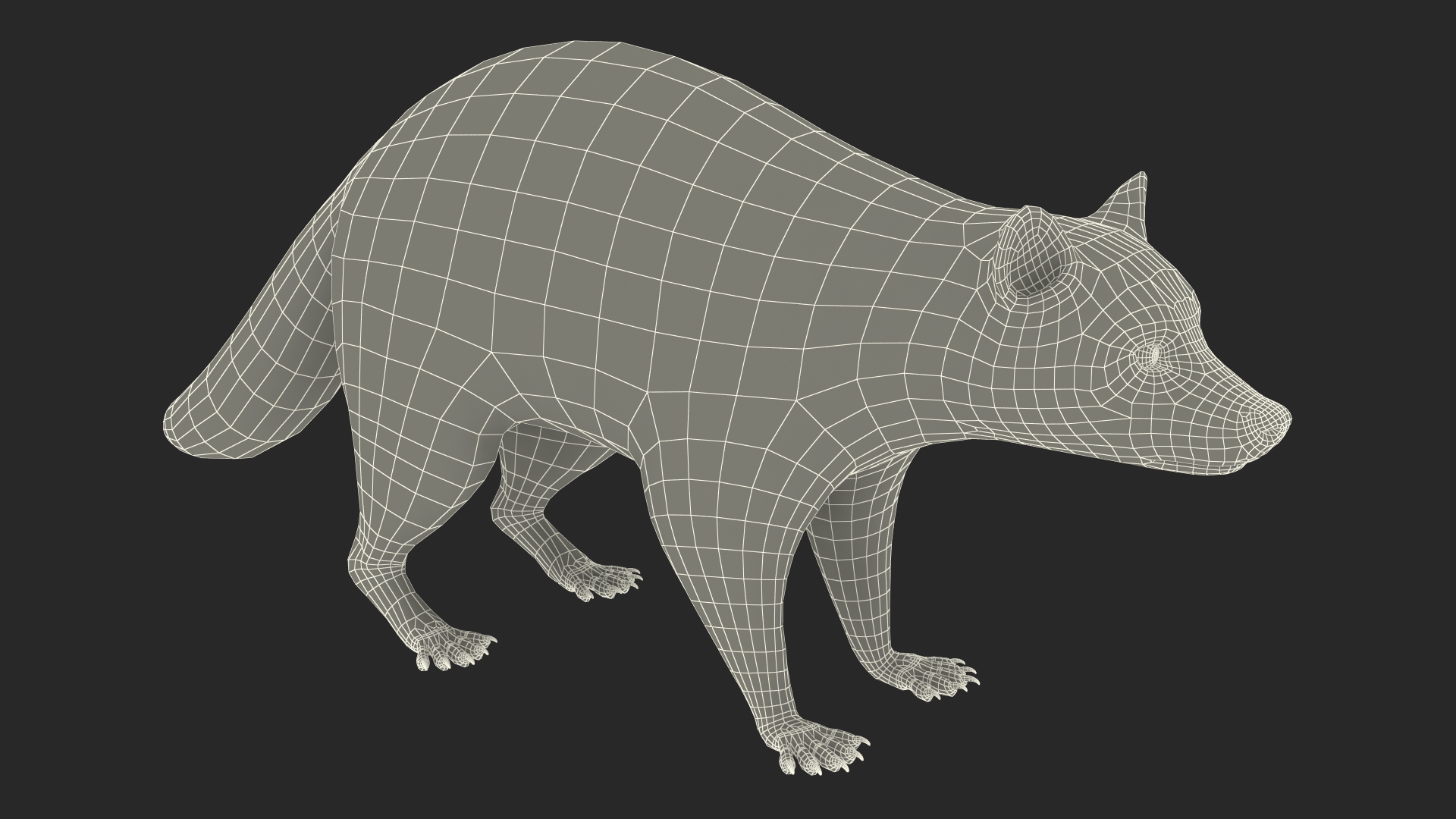 Raccoon Rigged 3D model