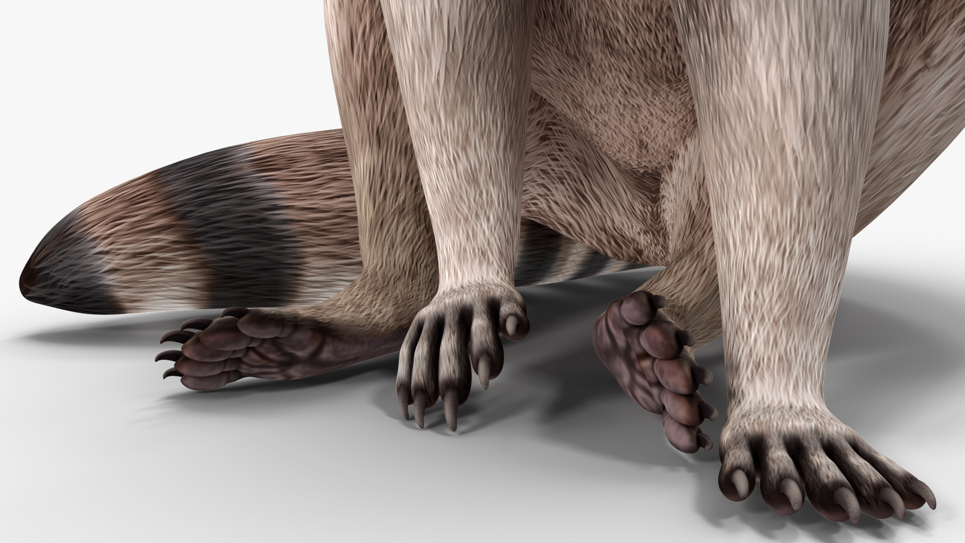 Raccoon Rigged 3D model