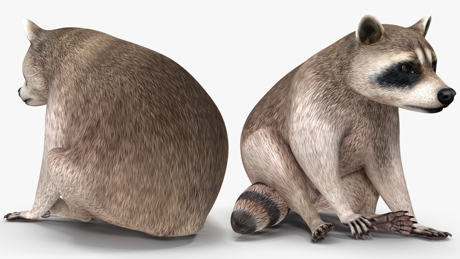 Raccoon Rigged 3D model