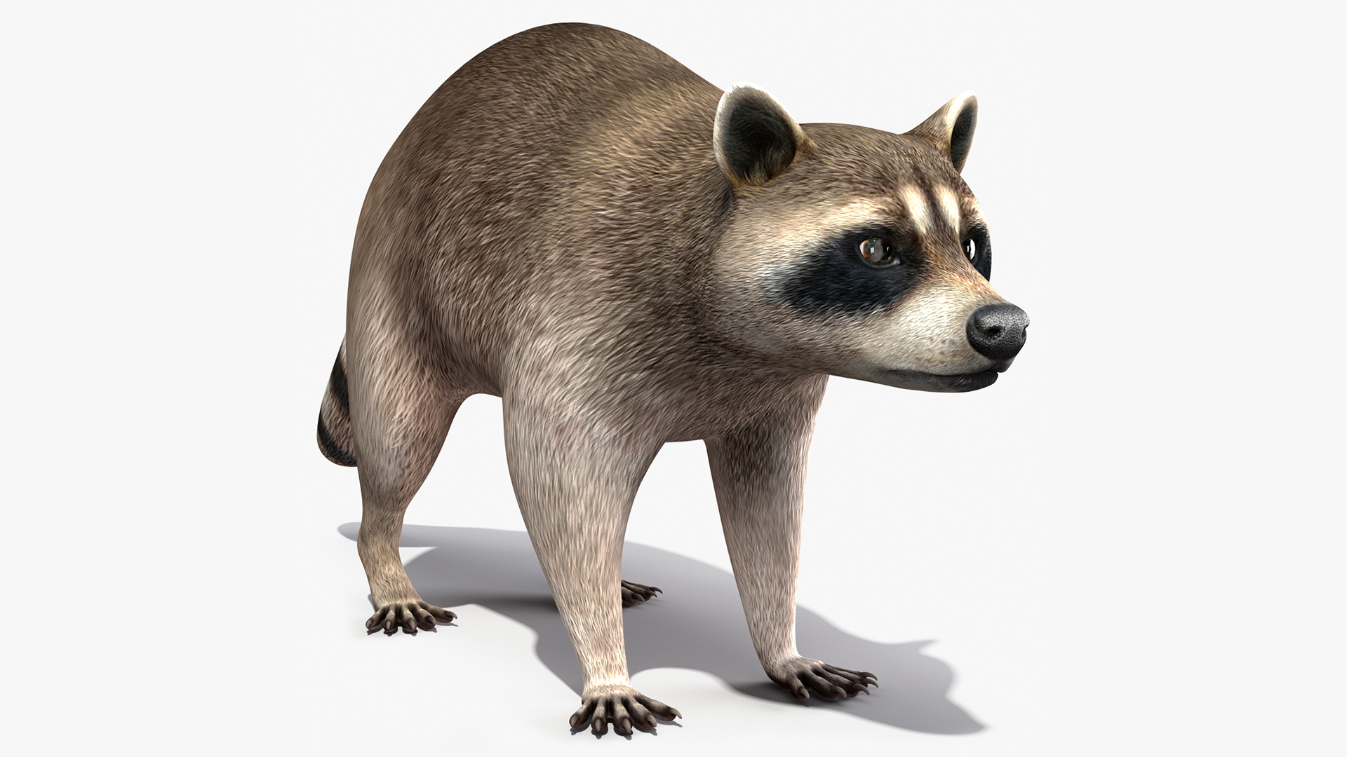 Raccoon Rigged 3D model