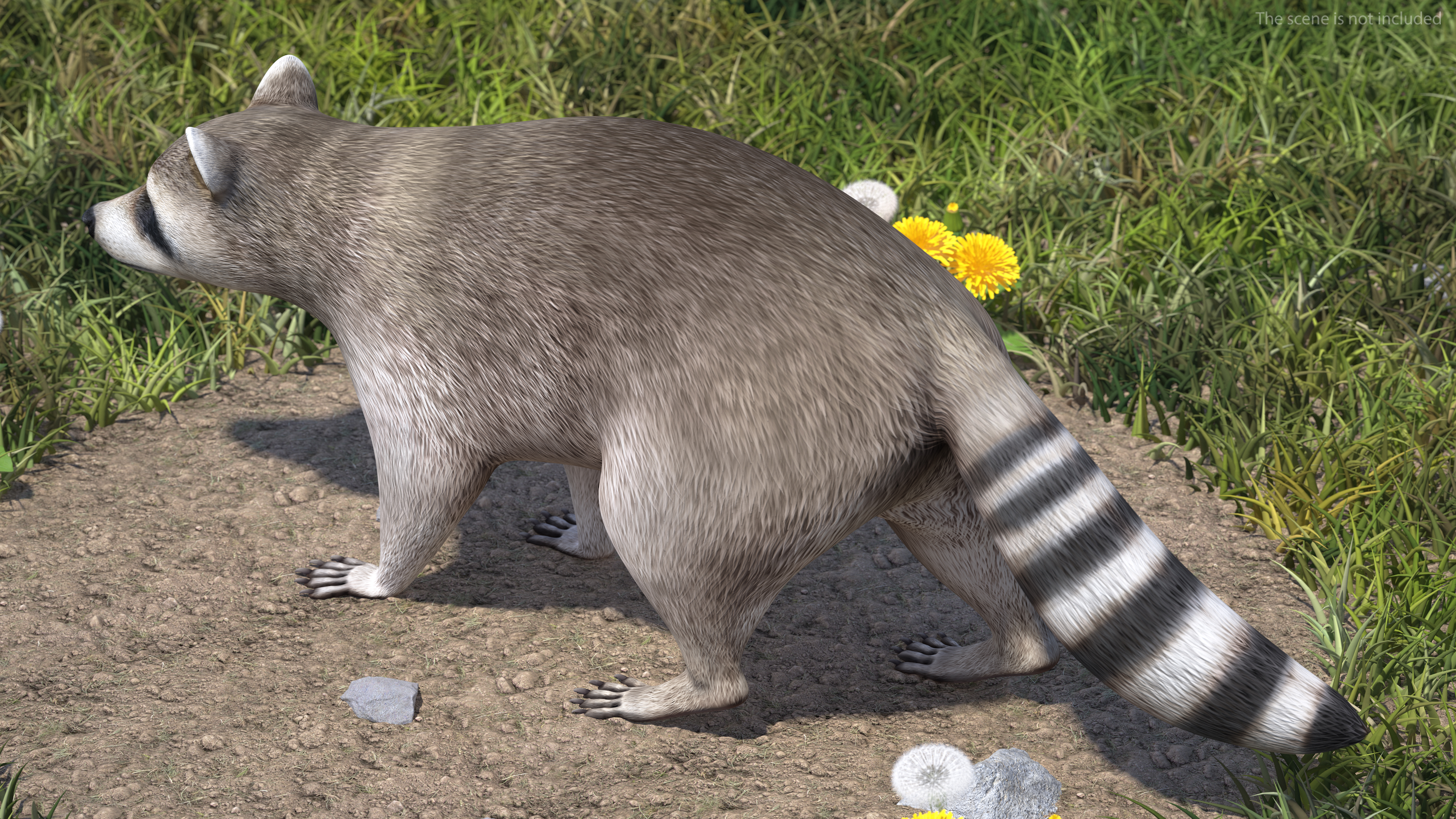 Raccoon Rigged 3D model