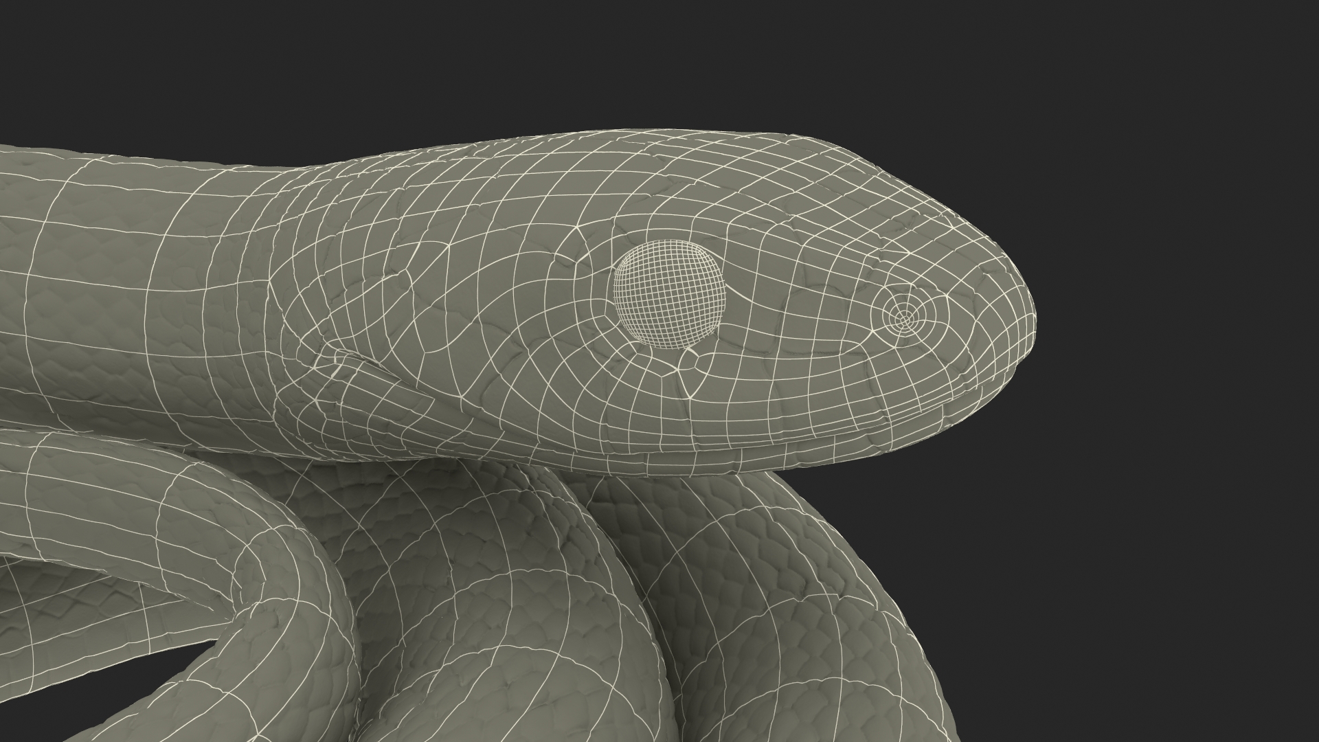 Natrix Natrix Rigged for Cinema 4D 3D model