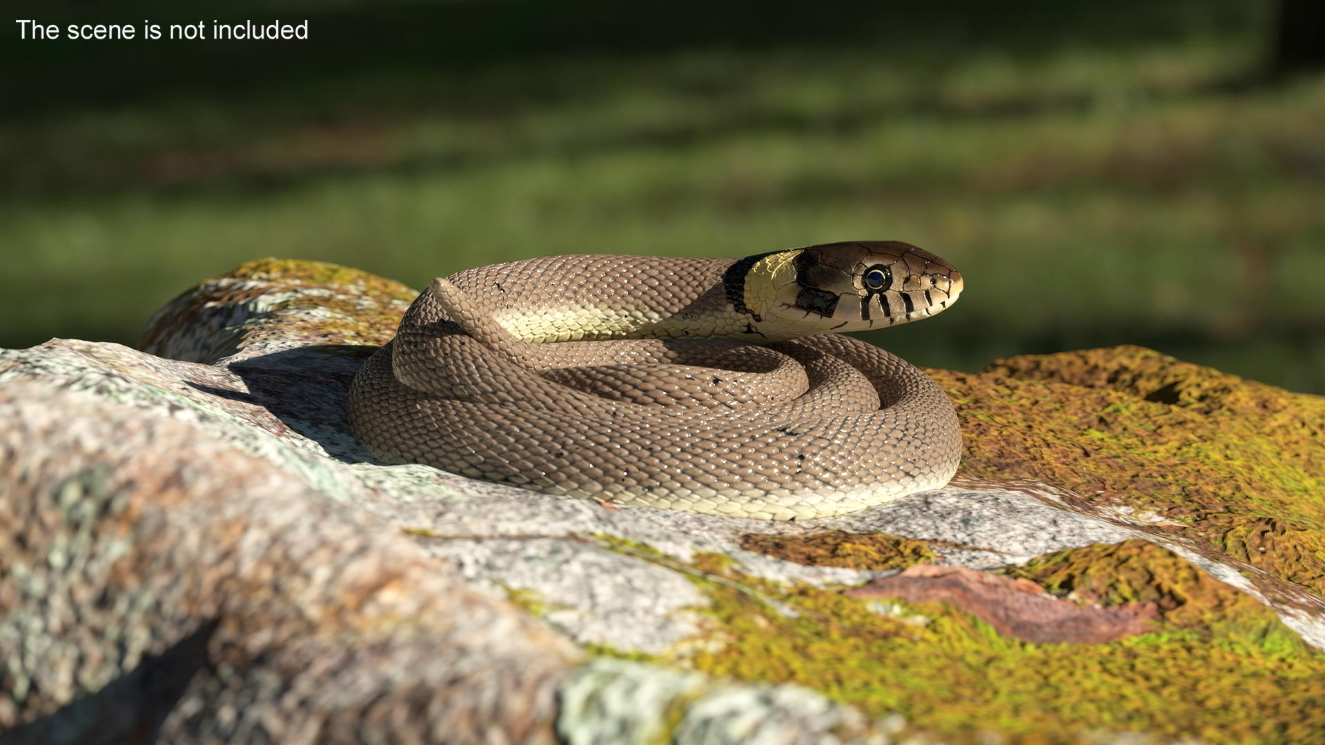 Natrix Natrix Rigged for Cinema 4D 3D model