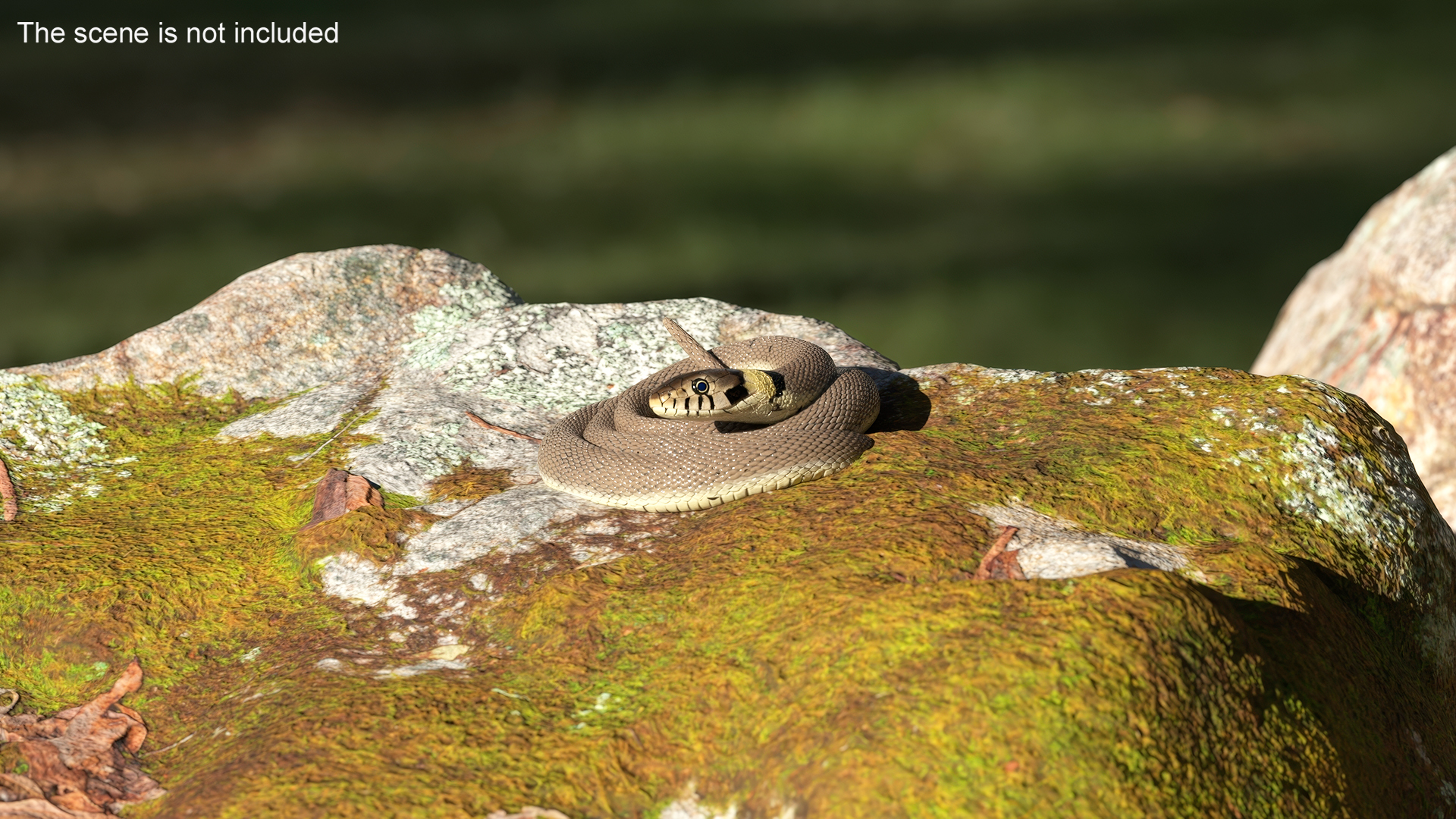 Natrix Natrix Rigged for Cinema 4D 3D model