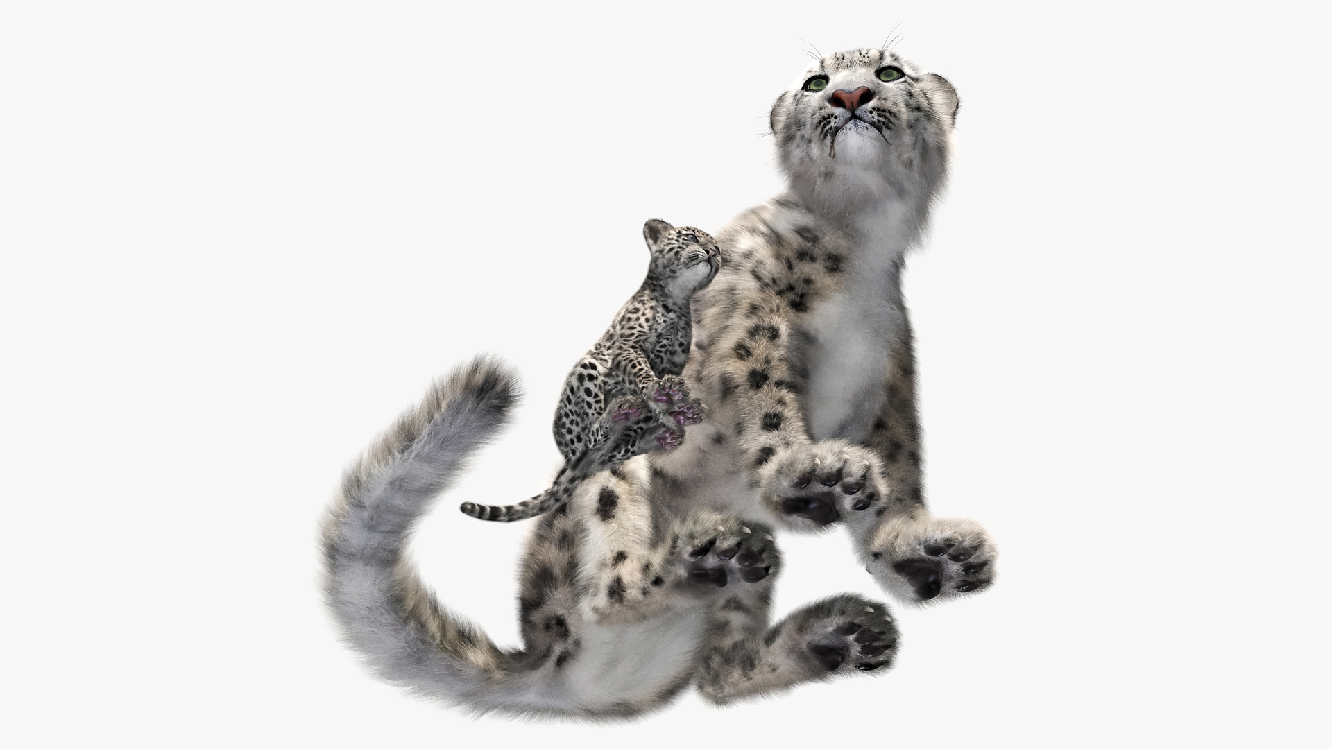 Snow Leopard Mother and Calf Fur 3D