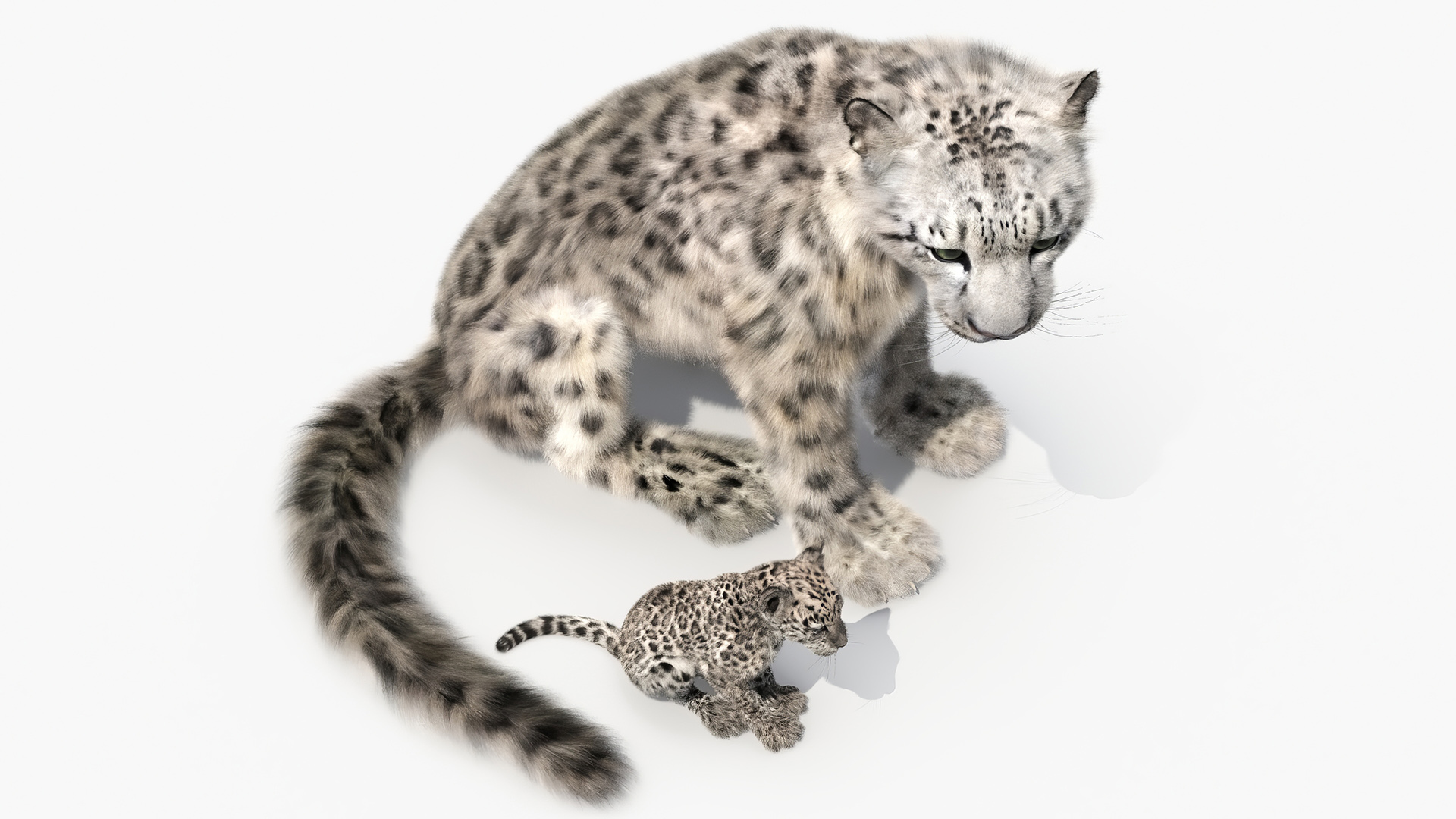 Snow Leopard Mother and Calf Fur 3D